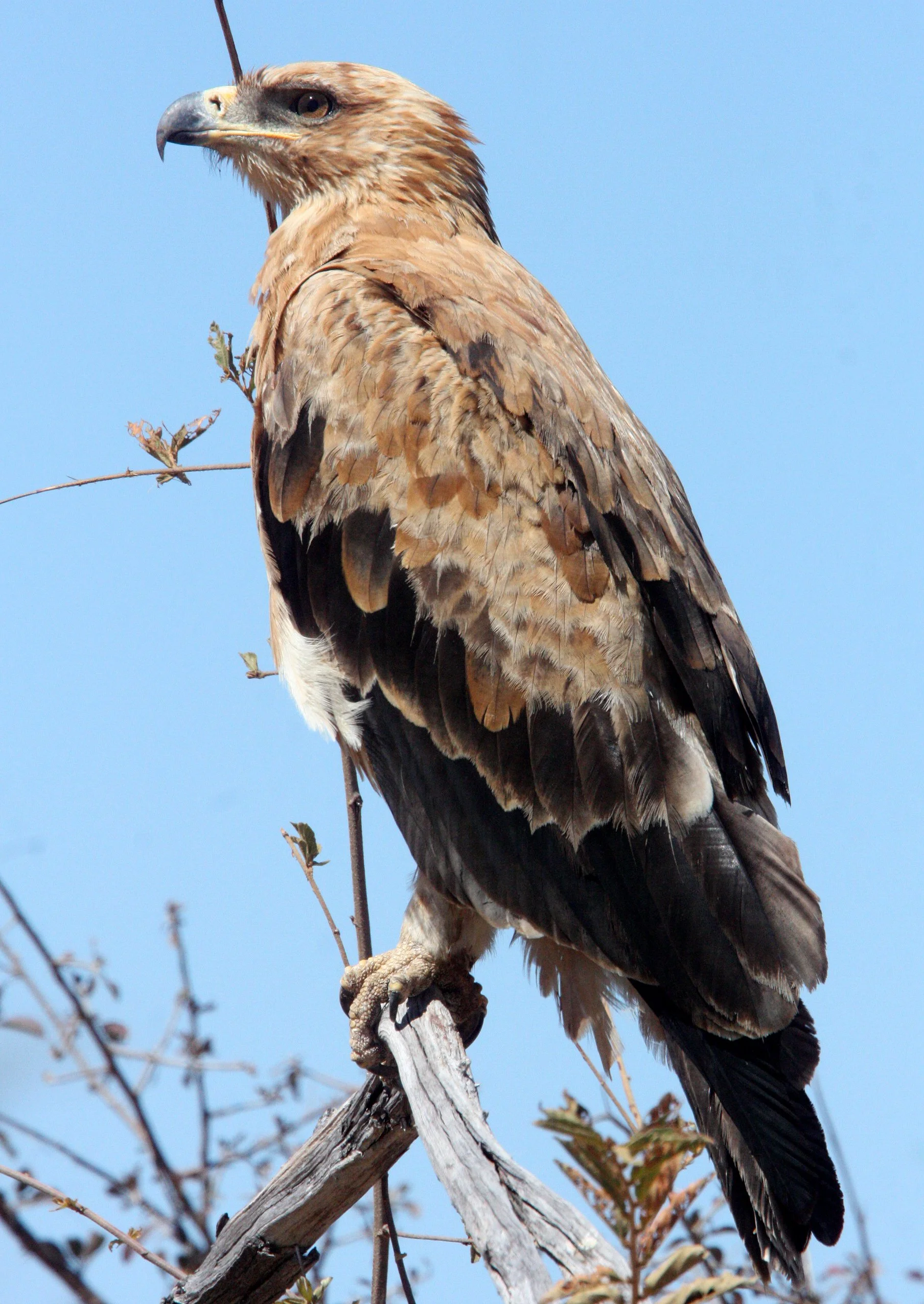 Aquila rapax - TAWNY EAGLE - ETOSHA NATIONAL PARK NAMIBIA (9).JPG