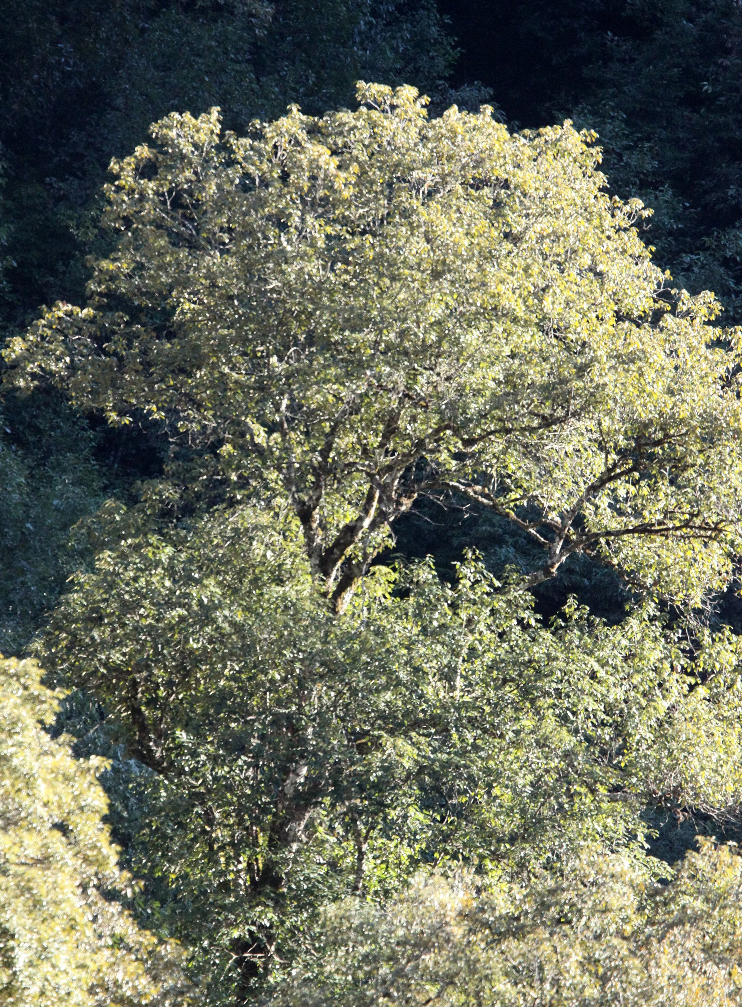 YUNNAN - BAIMA SNOW MOUNTAIN NATIONAL PARK - WOODLANDS (3).JPG