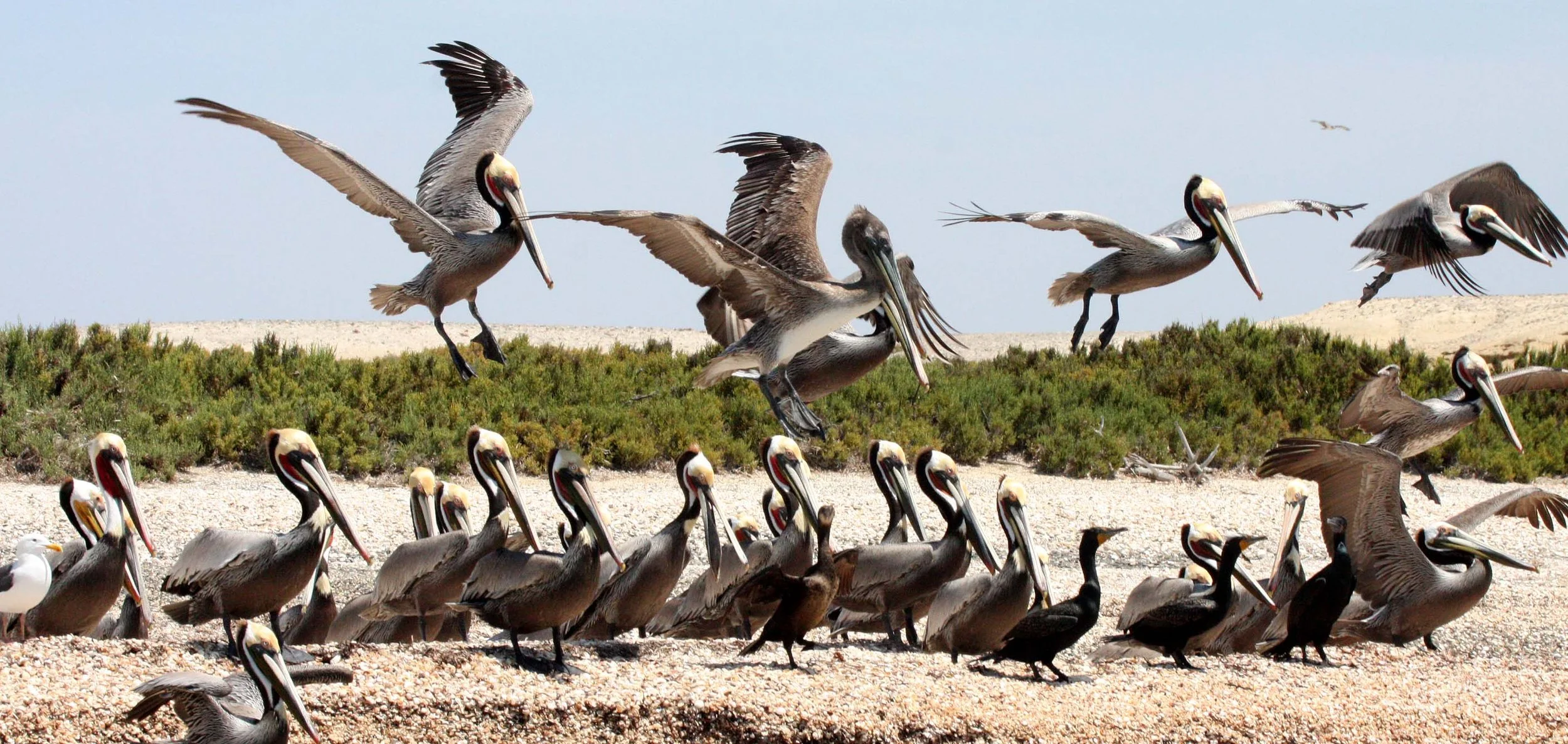 Nannopterum auritum - Double-crested Cormorant with Brown Pelican - San Ignacio Lagoon, Baja Mexico (4).JPG