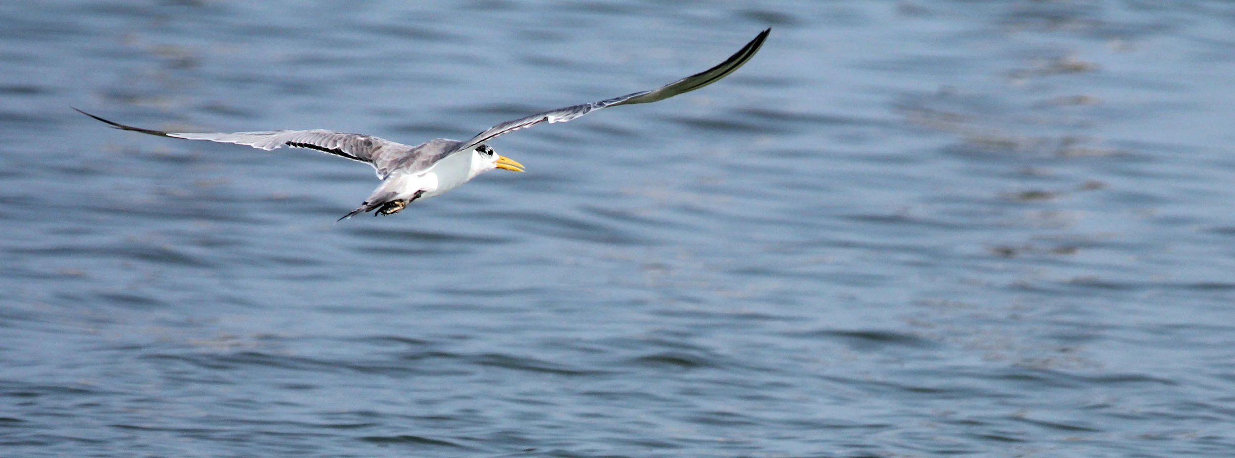 2014 Amphawa Trip to See Whales from Baan Taboon (128).JPG