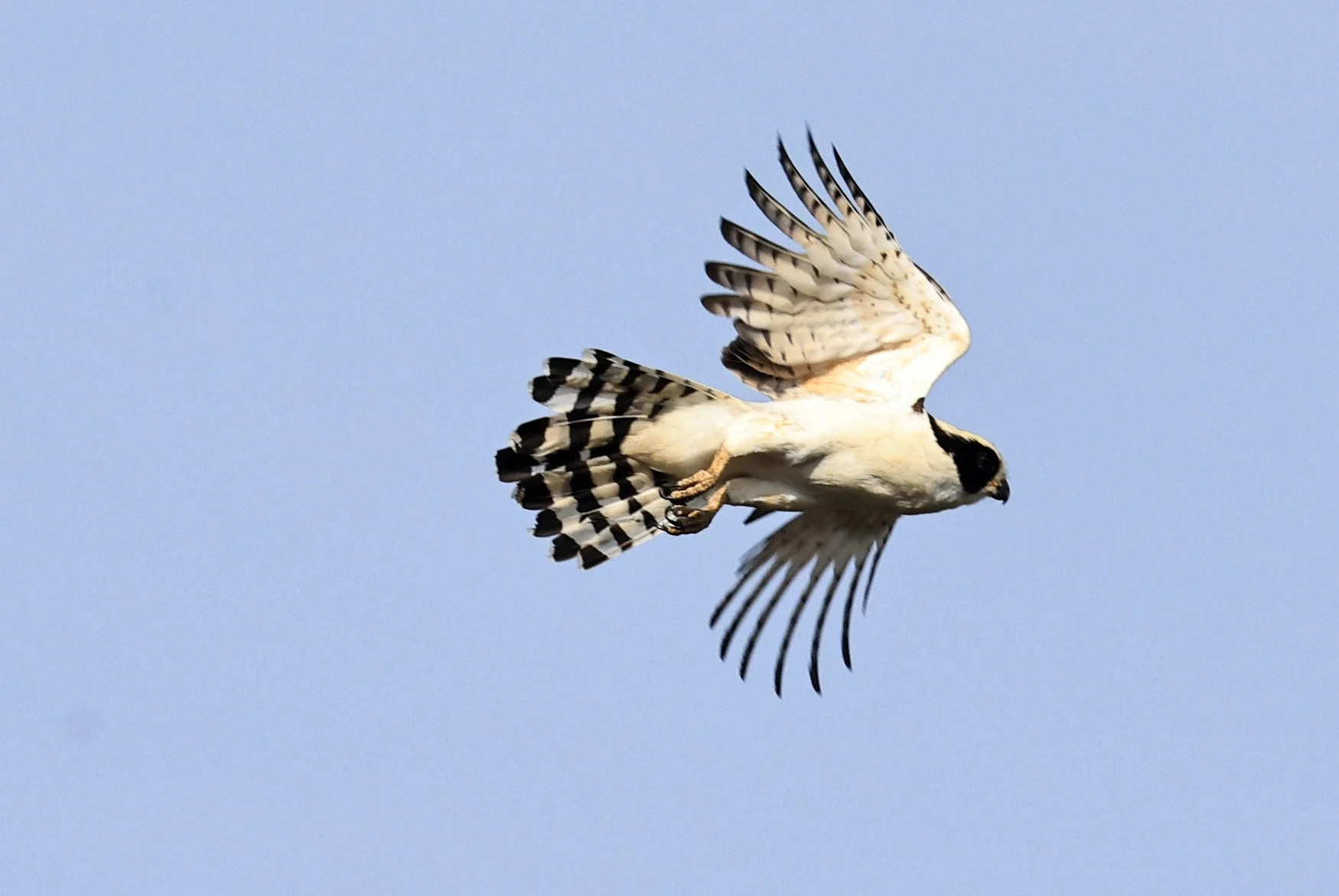 Laughing Falcon (Herpetotheres cachinnans) Reserva Natural Canada el Carmen, Paraguay