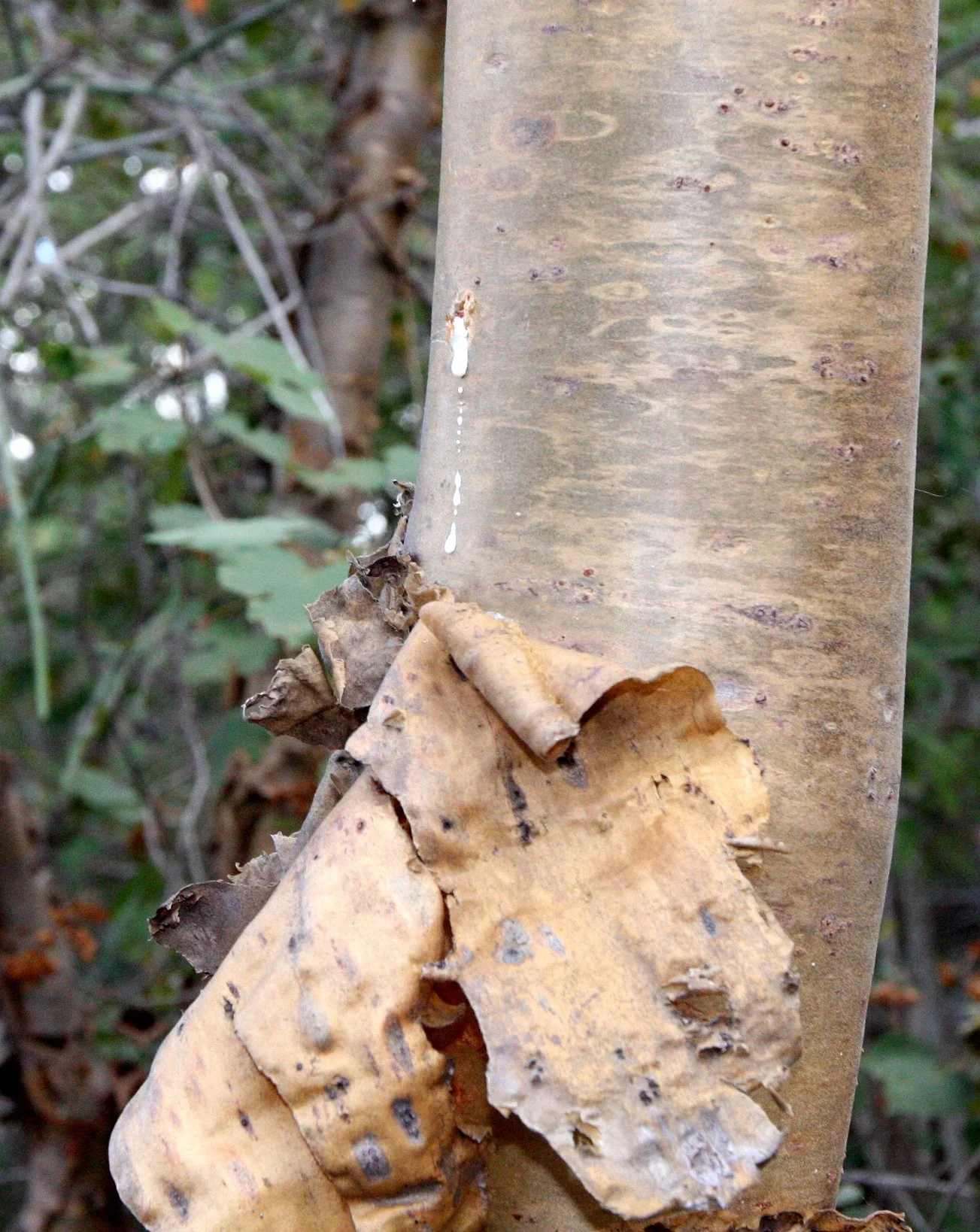 PLANT - SPECIES - ANDOHAHELA NATIONAL PARK MADGASCAR (22).JPG