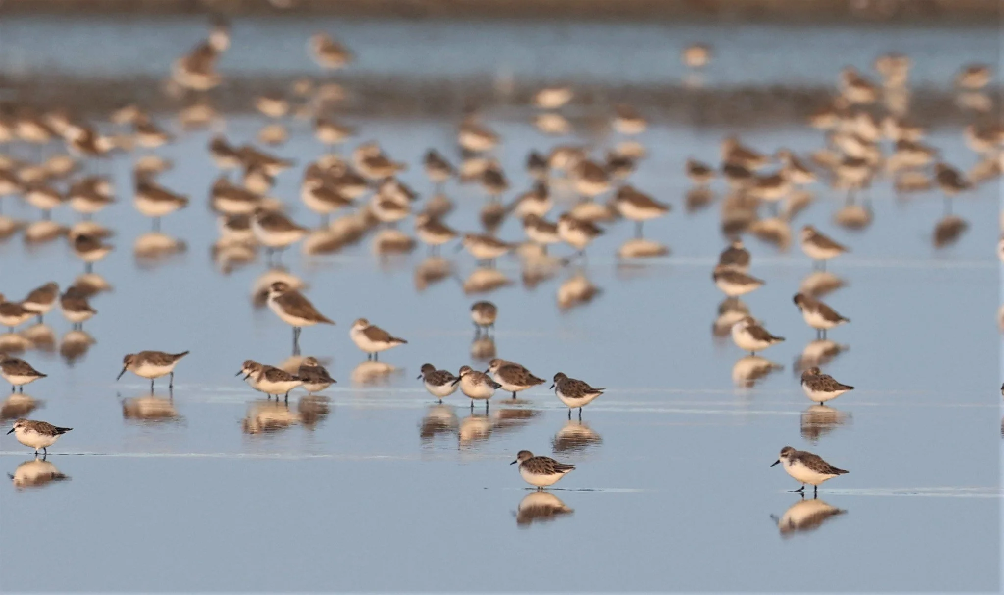 SANDPIPER - SPOON-BILLED SANDPIPER - Calidris pygmeus - PAK THALE 16 & 19 OCTOBER 2021 (31).jpg