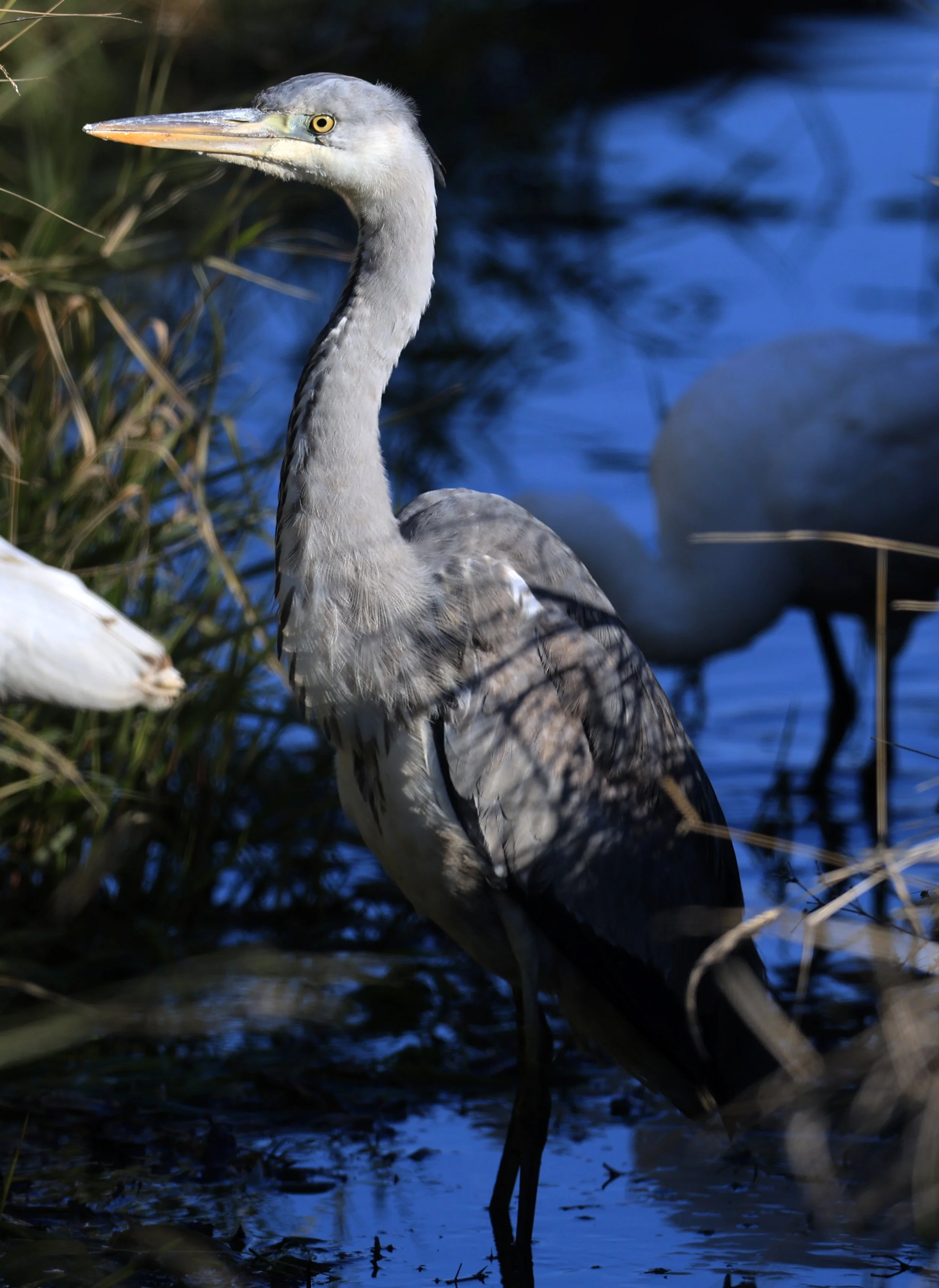 Grey Heron (Ardea cinerea) Izumi Crane Center and Fields Izumi Kagoshima Japan (7).jpg