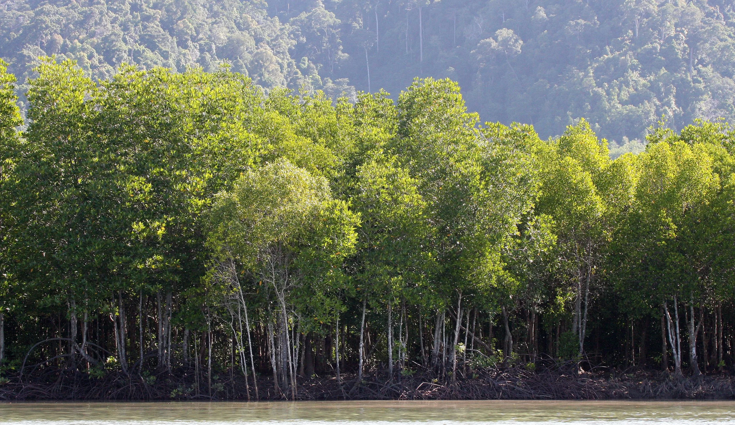 2016 Koh Lanta TheOtherSideVillas - Nature at our Home (98).JPG