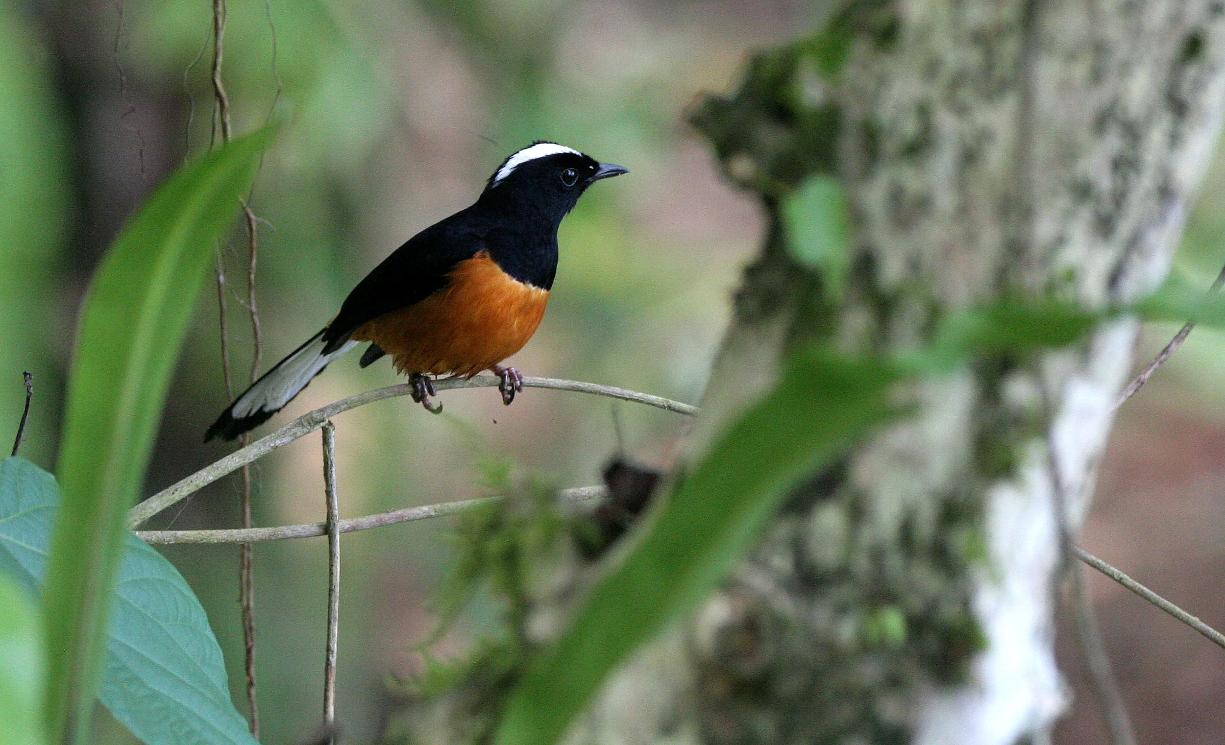 BIRD - SHAMA - WHITE-BROWED SHAMA - COPSYCHUS STRICKLANDI - KINABATANGAN RIVER BORNEO (14).JPG