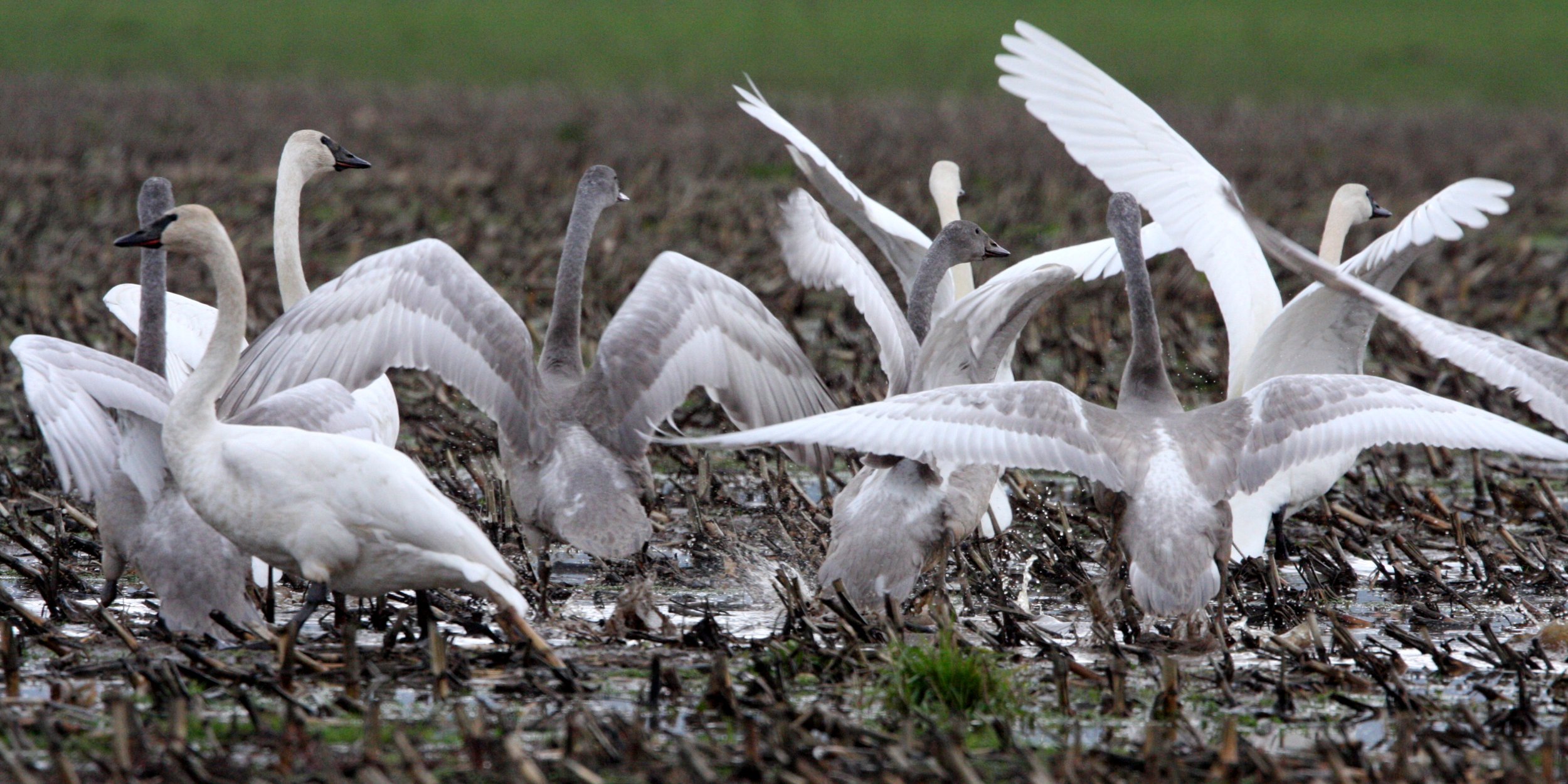 BIRD - SWAN - TRUMPETER SWAN - SCHMUCK ROAD SEQUIM (22).JPG