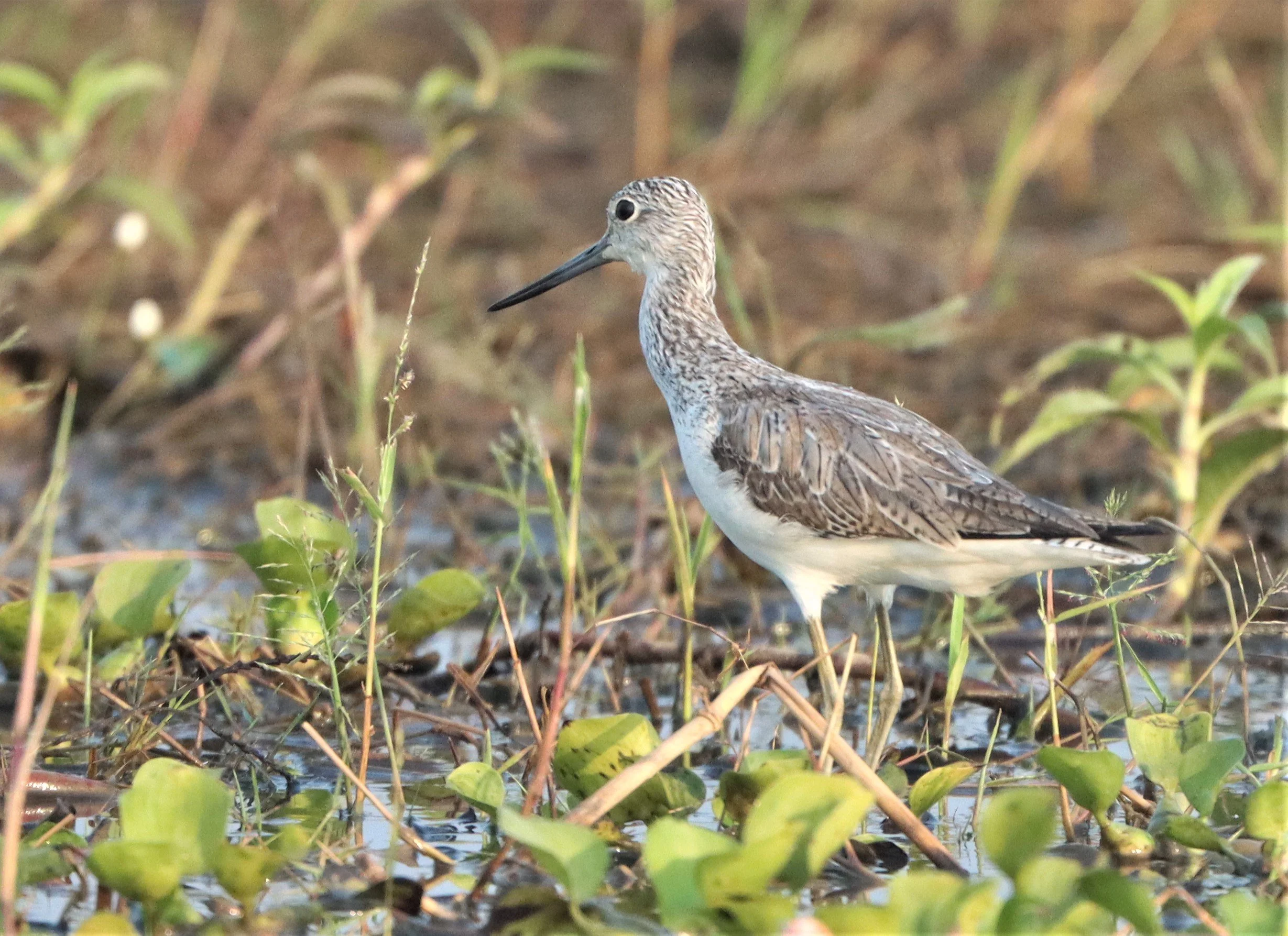 GREENSHANK - COMMON GREENSHANK - Tringa nebular.jpg
