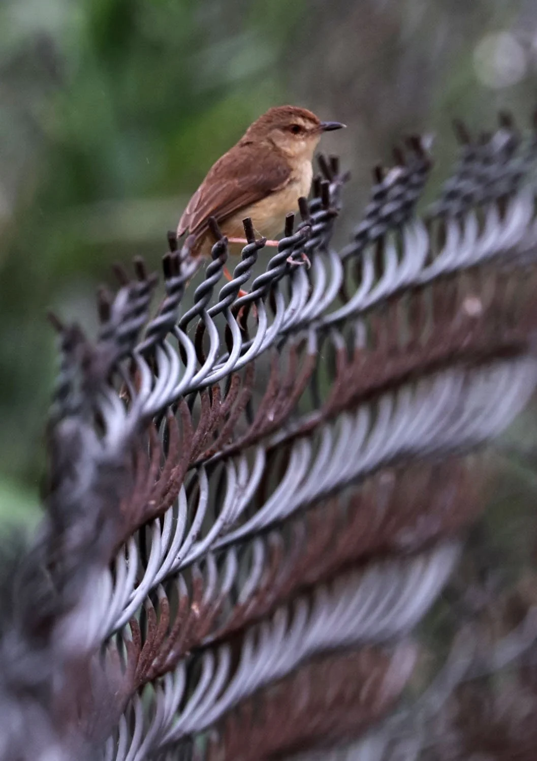 Prinia - Prinia flaviventris - Yellow-bellied Prinia - Vân Long Ninh Bình Việt Nam (6).jpg