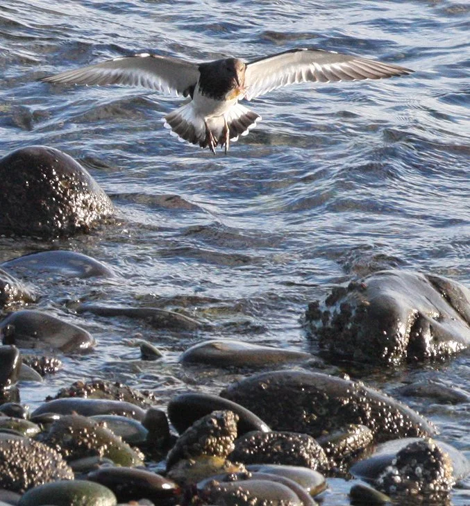 BIRD - TURNSTONE - BLACK TURNSTONE - PA HARBOR (47).JPG
