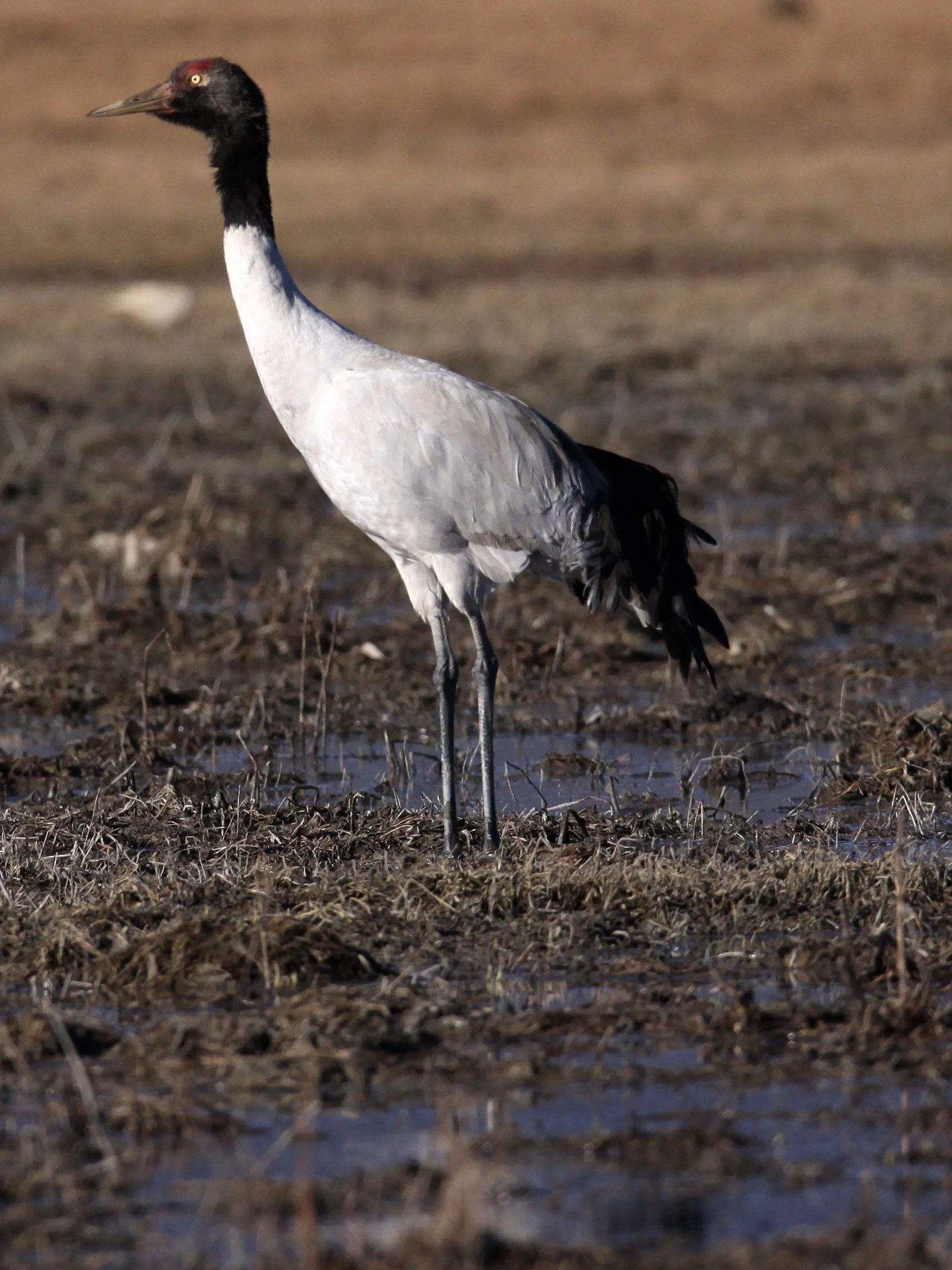 Grus nigricollis - BLACK-NECKED CRANE - NAPAHAI WETLANDS YUNNAN CHINA A (184).JPG