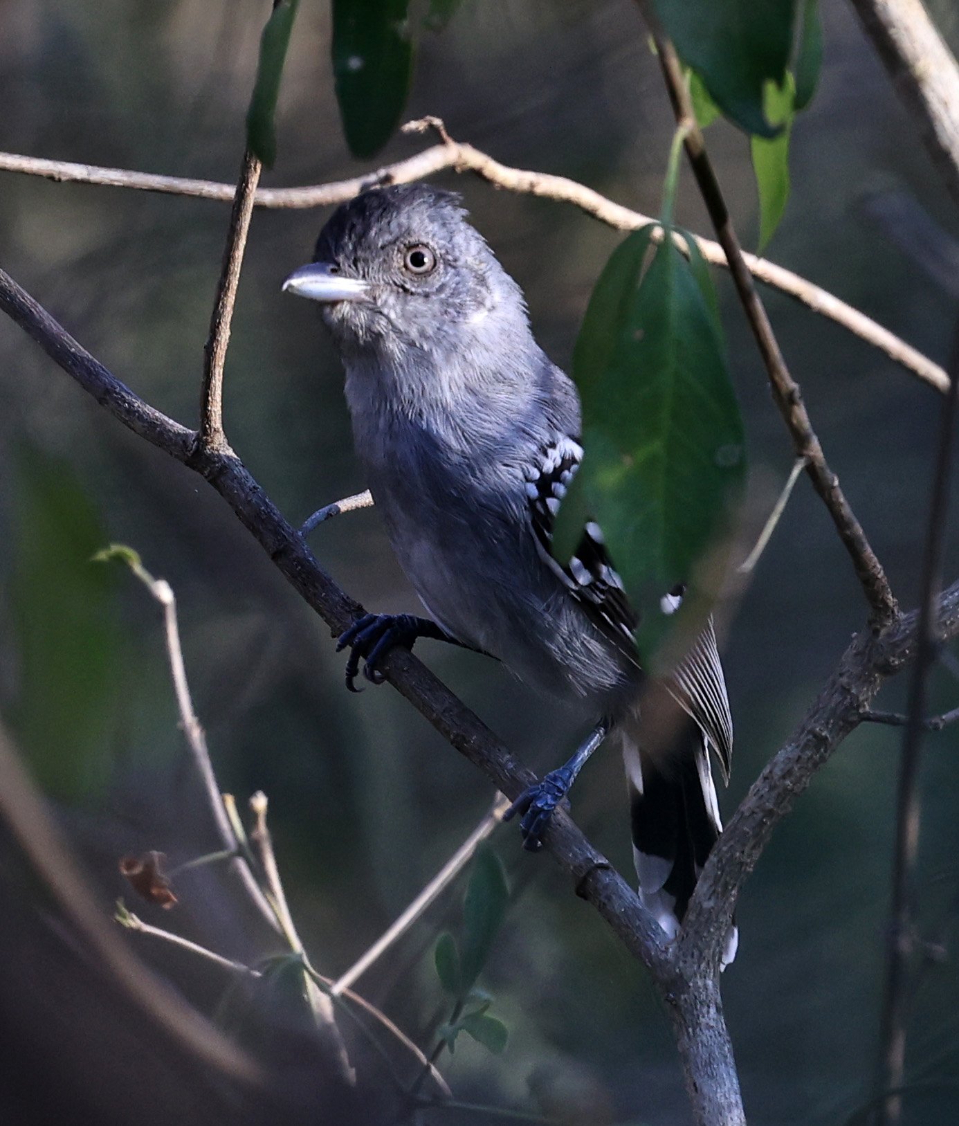 Bolivian Slaty-Antshrike (Thamnophilus sticturus) 
