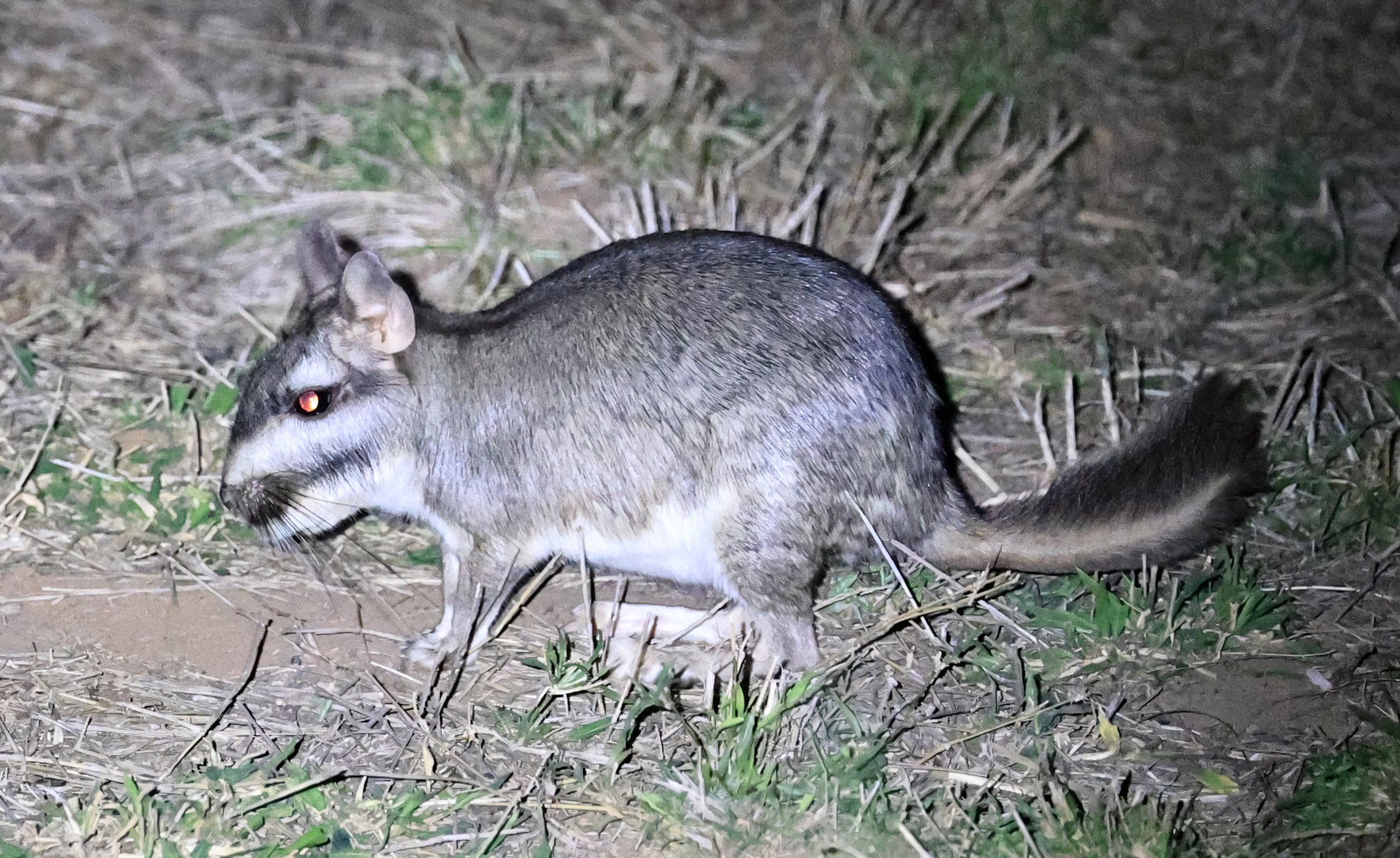 Plains Vizcacha (Lagostomus maximus) Reserva Natural Canada el Carmen, Paraguay  (25).jpg