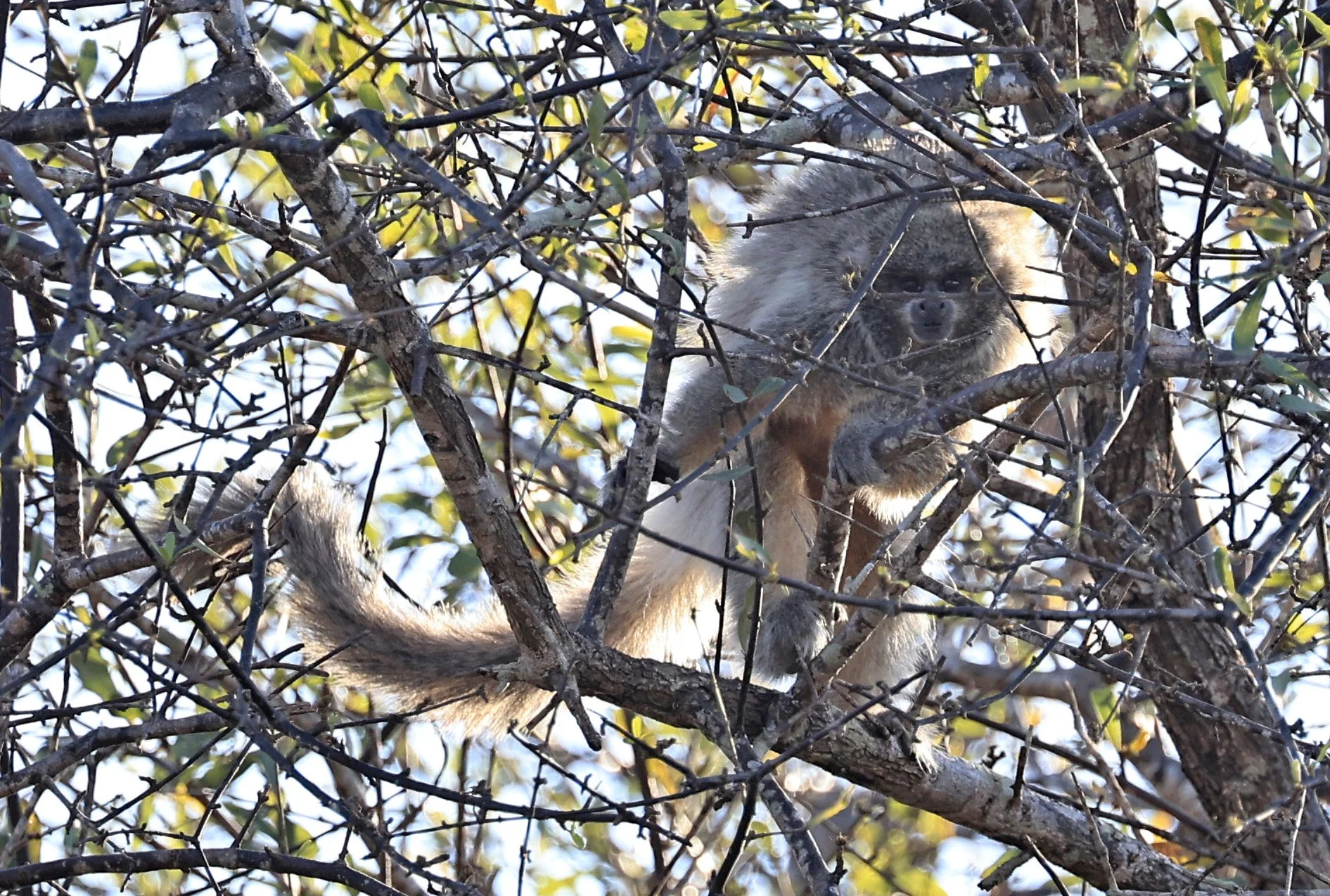 Chacoan or White-coated Titi (Callicebus pallescens) Agua Dulce Paraguay (18).jpg