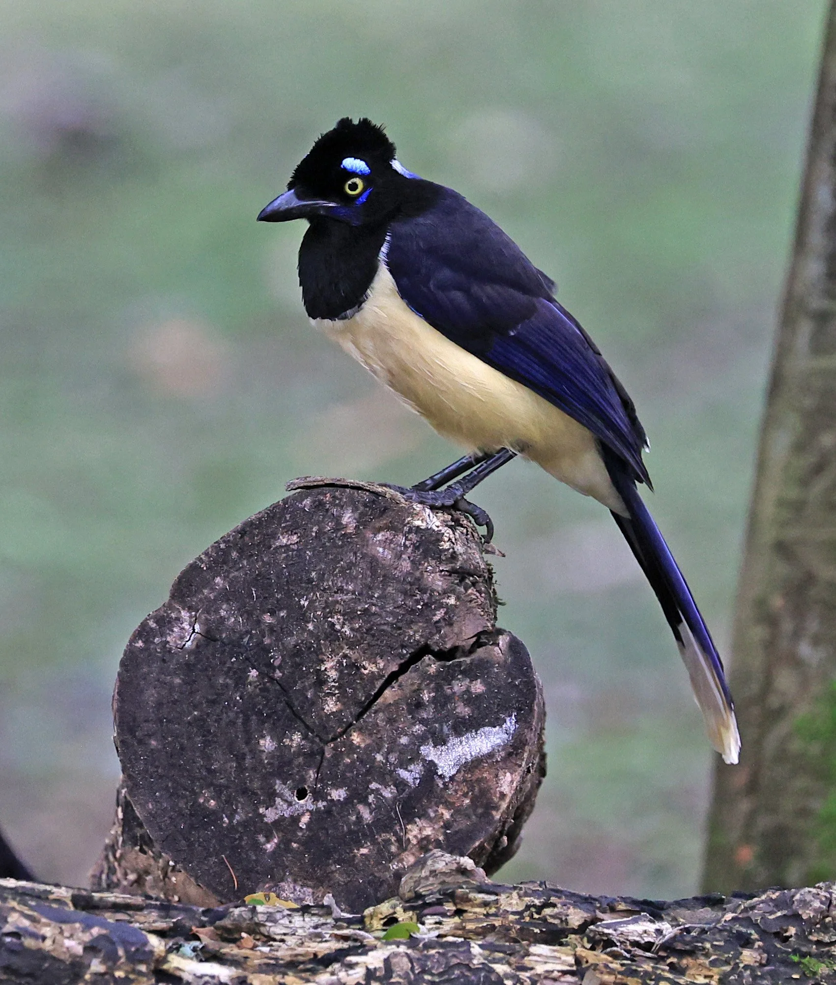 Plush-crested Jay (Cyanocorax chrysops) El Palmar National Park, Entre Rios, Argentina (9).jpg