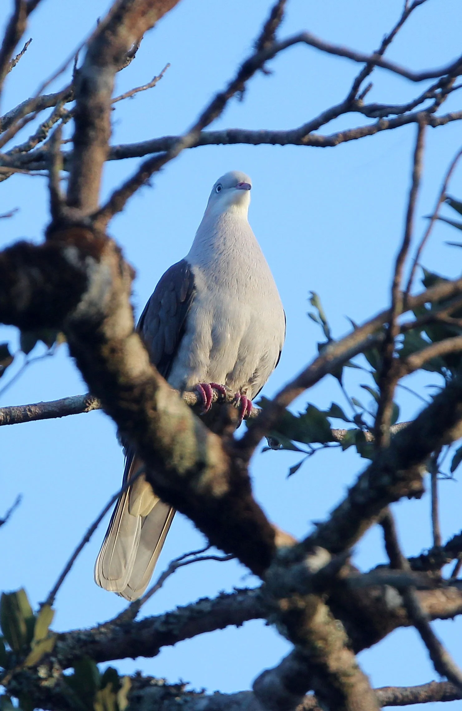 Mountain Imperial-Pigeon (Ducula badia) Kaeng Krachan Phanoen Thung (10).JPG