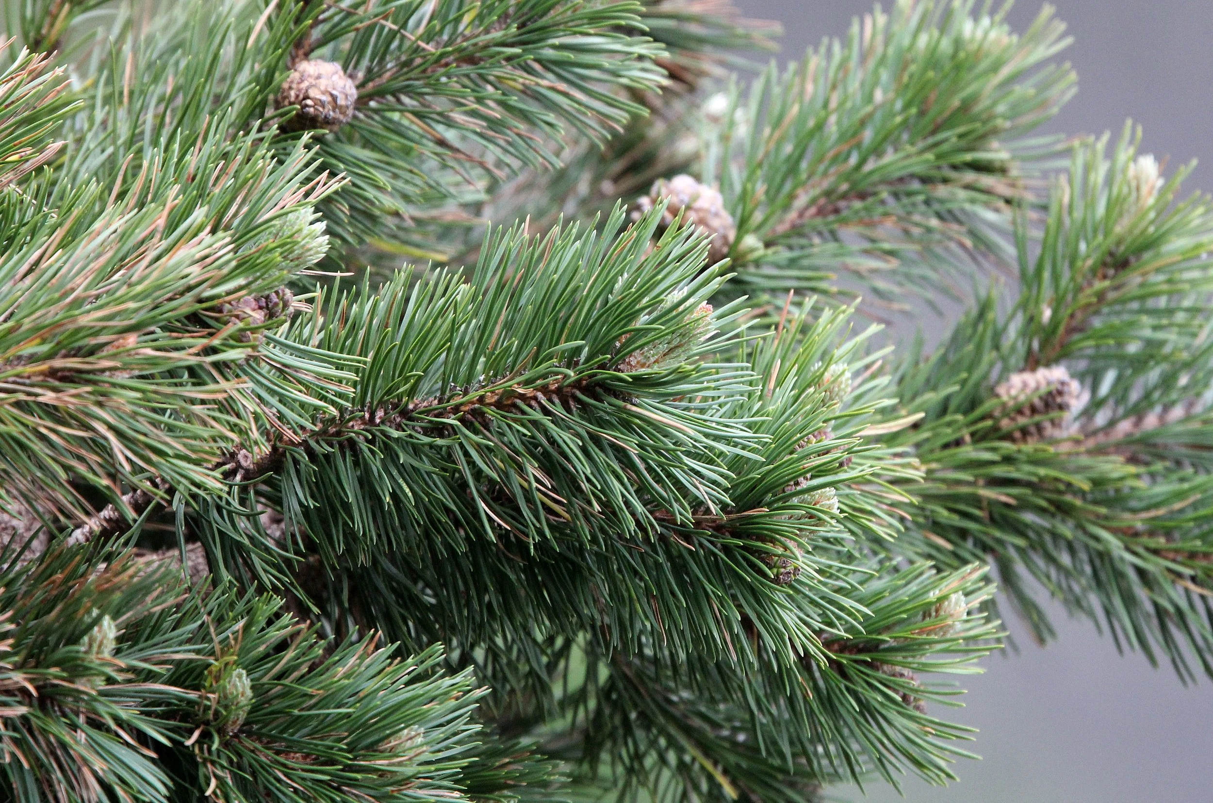 ARRENS MARSOUS PYRENEES NATIONAL PARK FRANCE (7).JPG