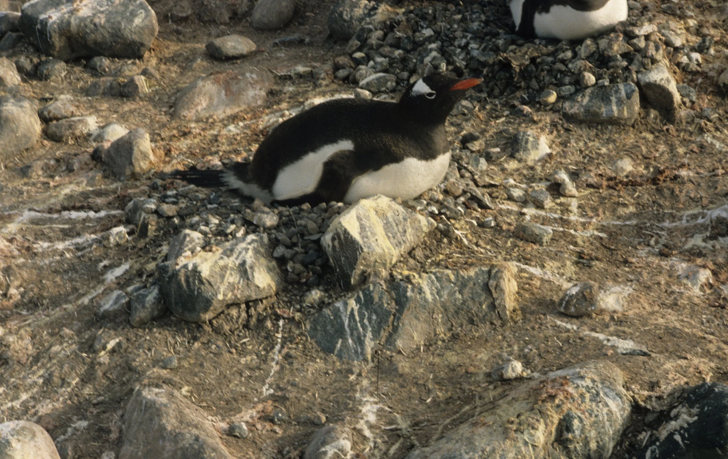 Gentoo Penguin (Pygoscelis papua) Danco Island Antarctic Peninsula (5).jpg