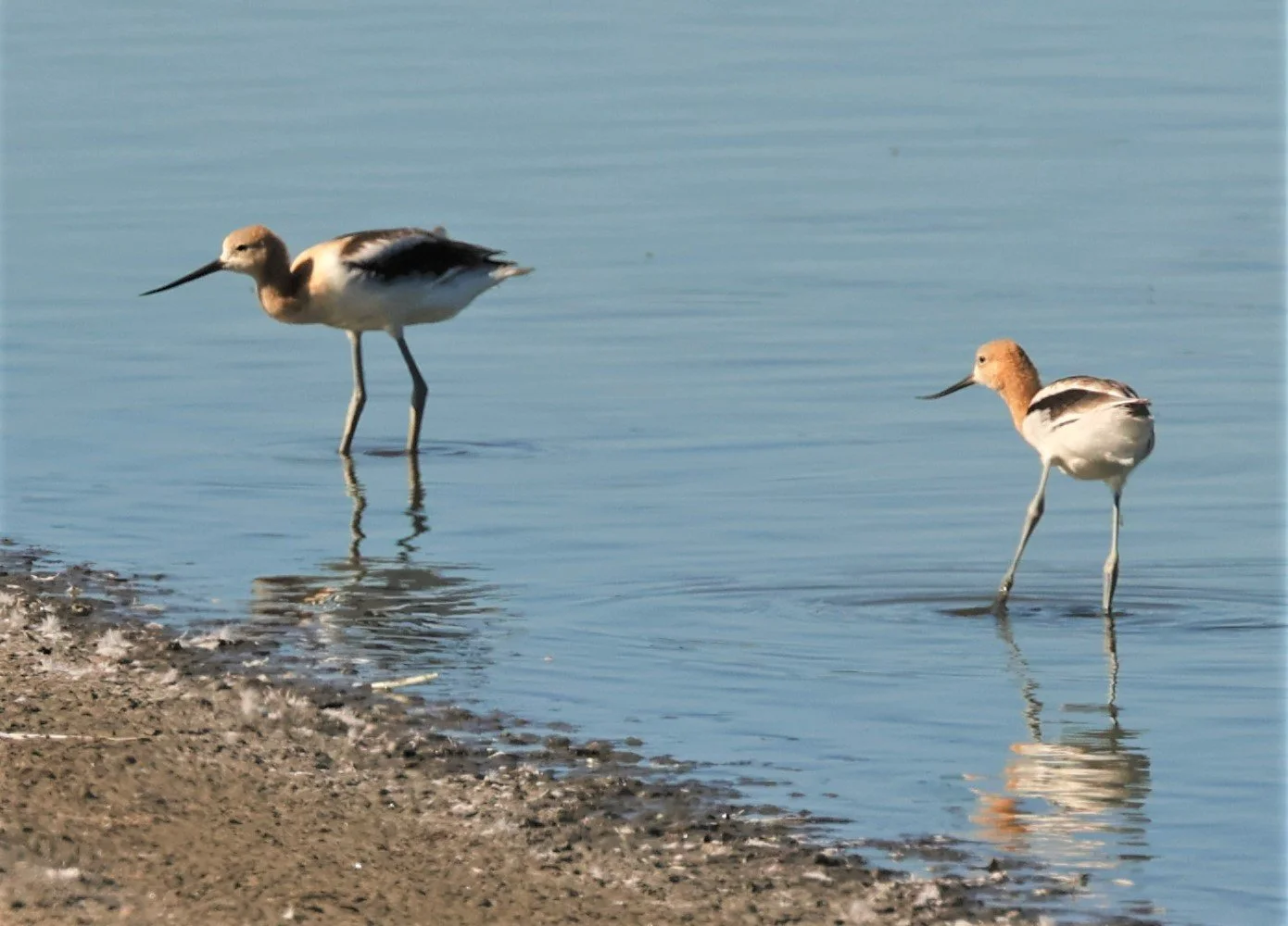 Recurvirostra americana - AMERICAN AVOCET - ELKHORN SLOUGH MOSS LANDING CALIFORNIA AUGUST 2022 (19).jpg