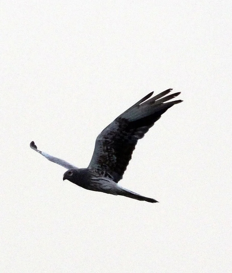 Circus pygargus - MONTAGU'S HARRIER - AWASH NATIONAL PARK ETHIOPIA (2).JPG