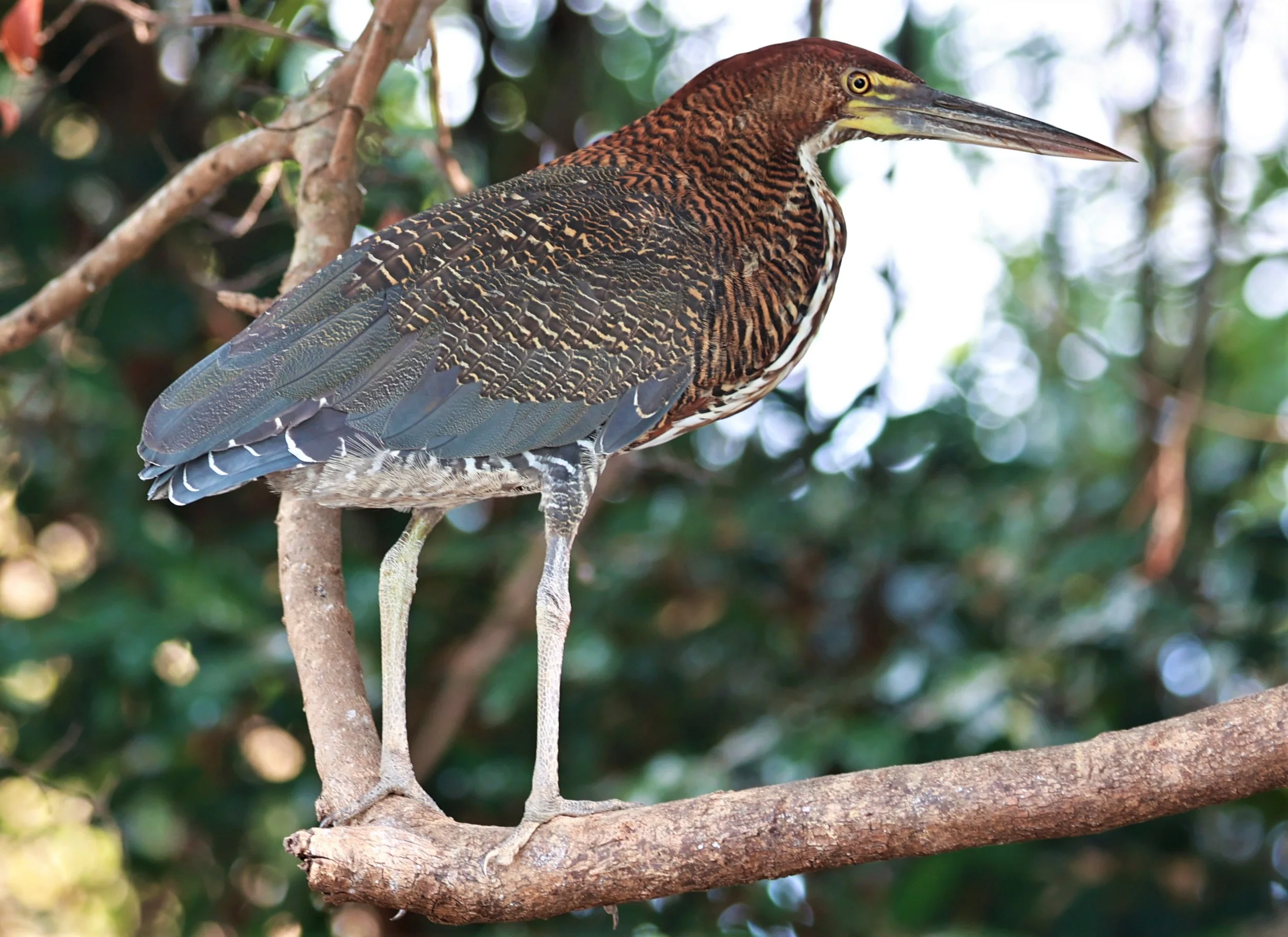Heron - Rufescent Tiger-Heron - Tigrisoma lineatum - Pantanal, Encontro das Águas State Park, Porto Jofre, Cuiaba River, Brazil (5).JPG