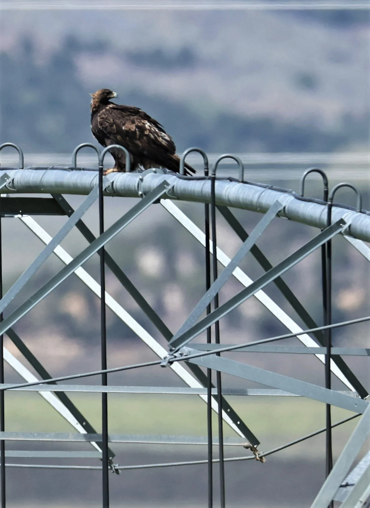 Aquila chrysaetos - GOLDEN EAGLE - CENTRAL UTAH 2022 (4).jpg