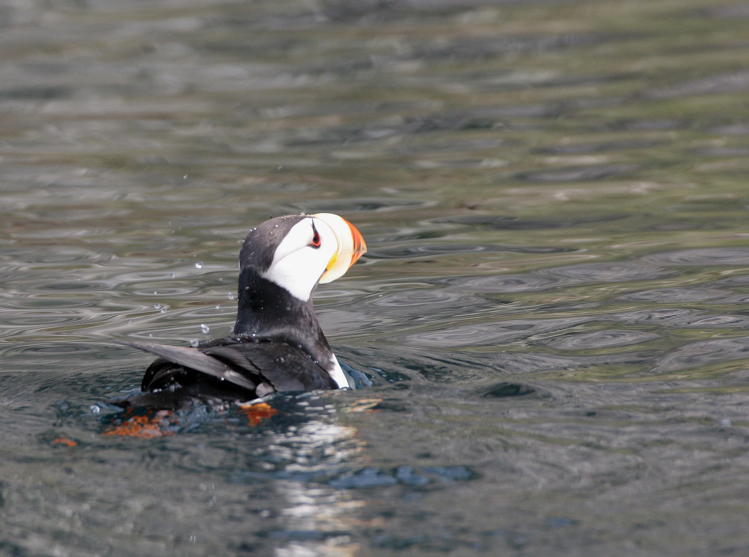 Fratercula corniculata - HORNED PUFFIN - OFF OF COMMANDORSKY (4).jpg