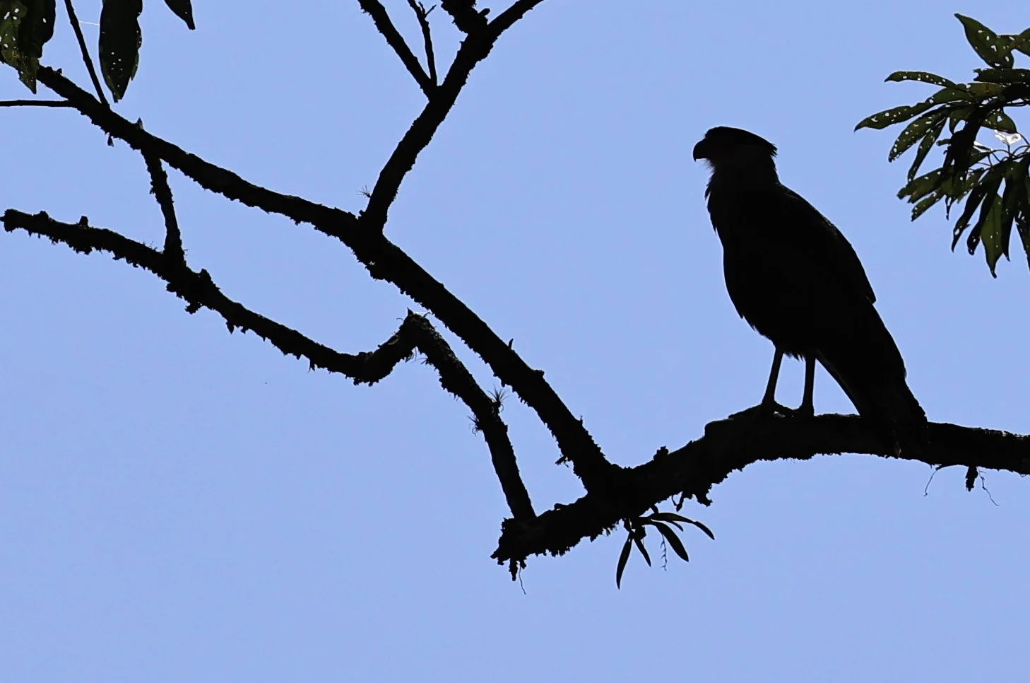 Crested Caracara (Caracara plancus) Superagui National Park, Brazil (1).jpg