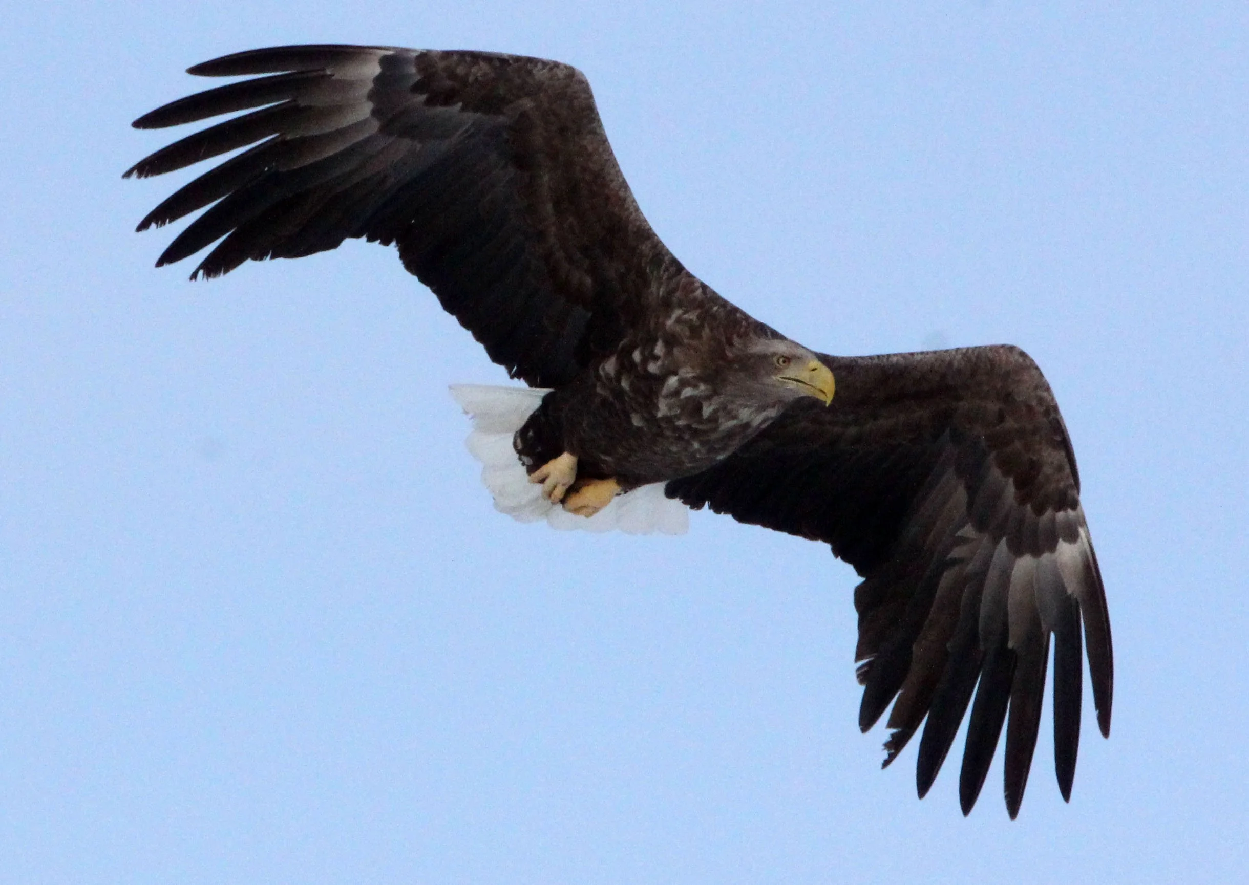 Haliaeetus albicilla - WHITE-TAILED EAGLE - AKAN INTERNATIONAL CRANE CENTER - HOKKAIDO JAPAN (98).JPG