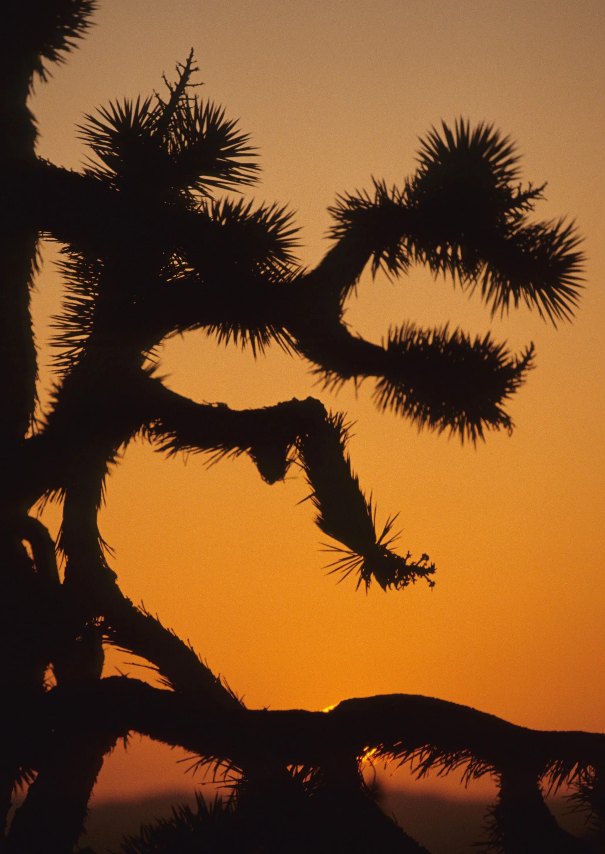 CALIFORNIA - MOJAVE NATIONAL MONUMENT (4).jpg