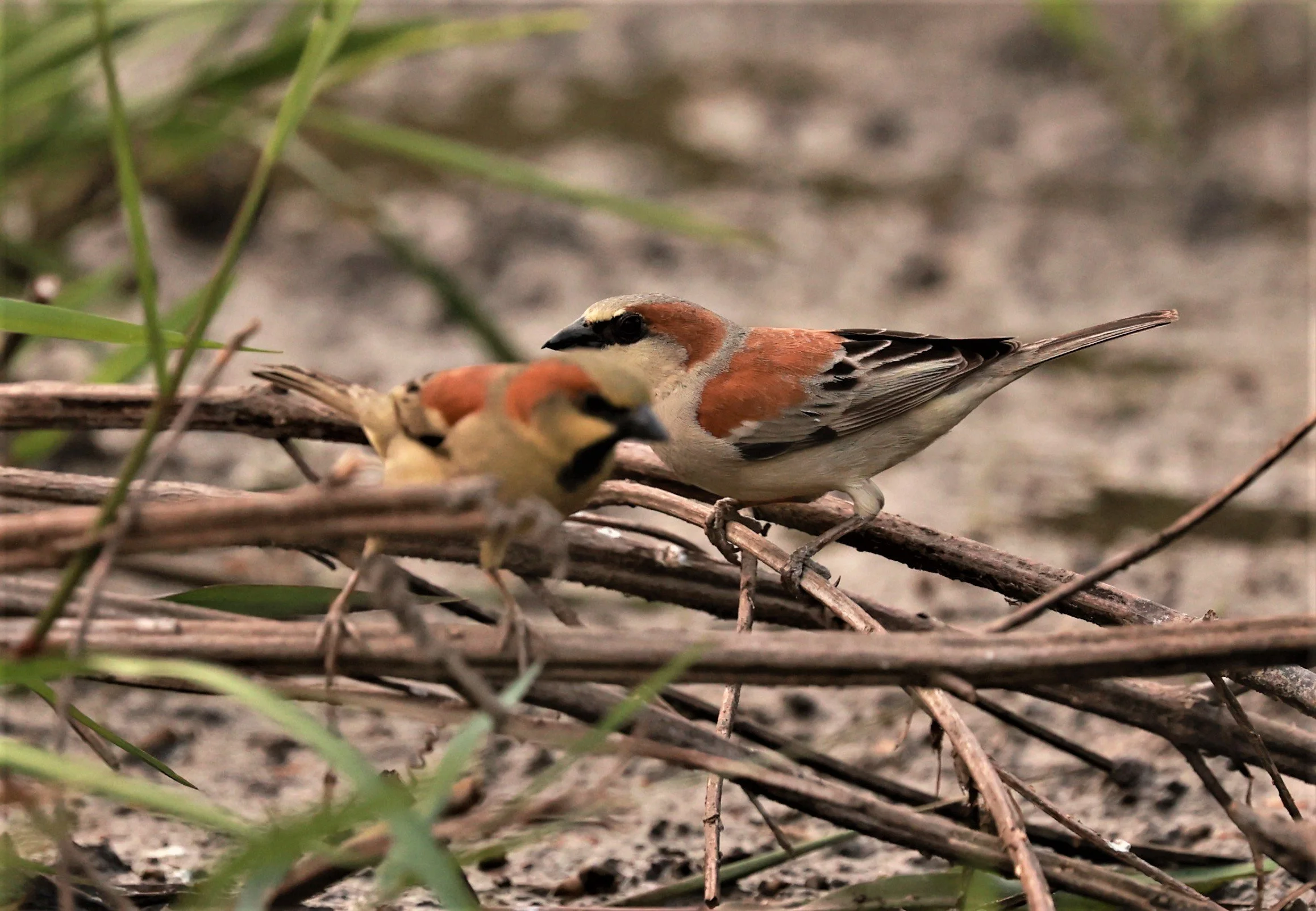 Plain-backed Sparrow (Passer flaveolus) Pathum Thani Rice Research Center (16).jpg