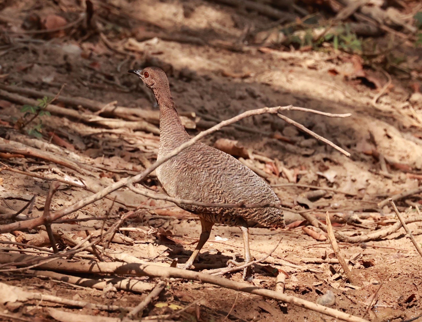Tinamou - Undulated Tinamou - Crypturellus undulatus - Porto Alegre Lodge, Pantanal (7).jpg