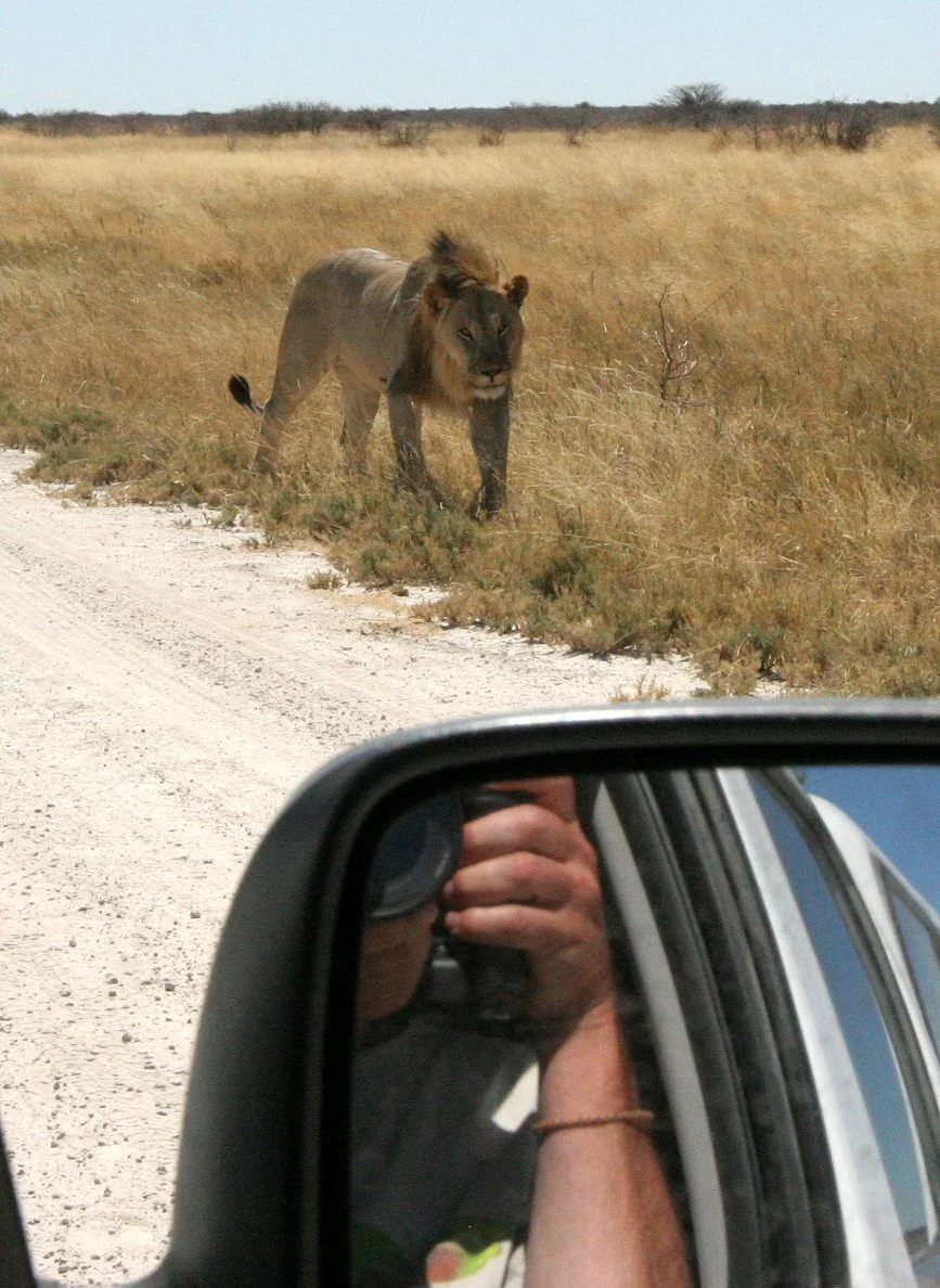 NAMIBIA - ETOSHA NATIONAL PARK NAMIBIA - LIONS IN THE MIRROR AND OUTSIDE THE WINDOW (4).JPG