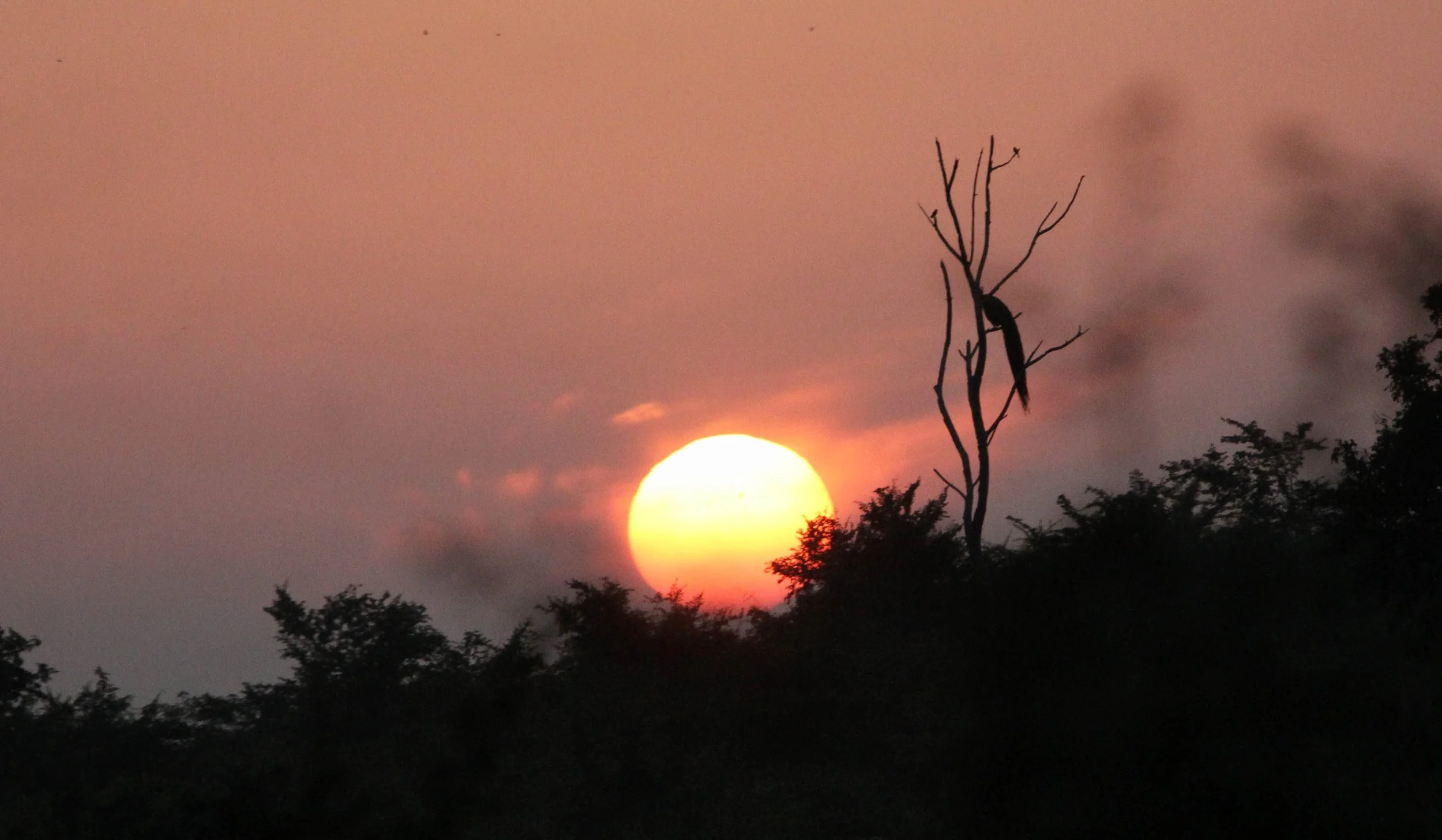 UDAWALAWA NATIONAL PARK SRI LANKA (5).JPG
