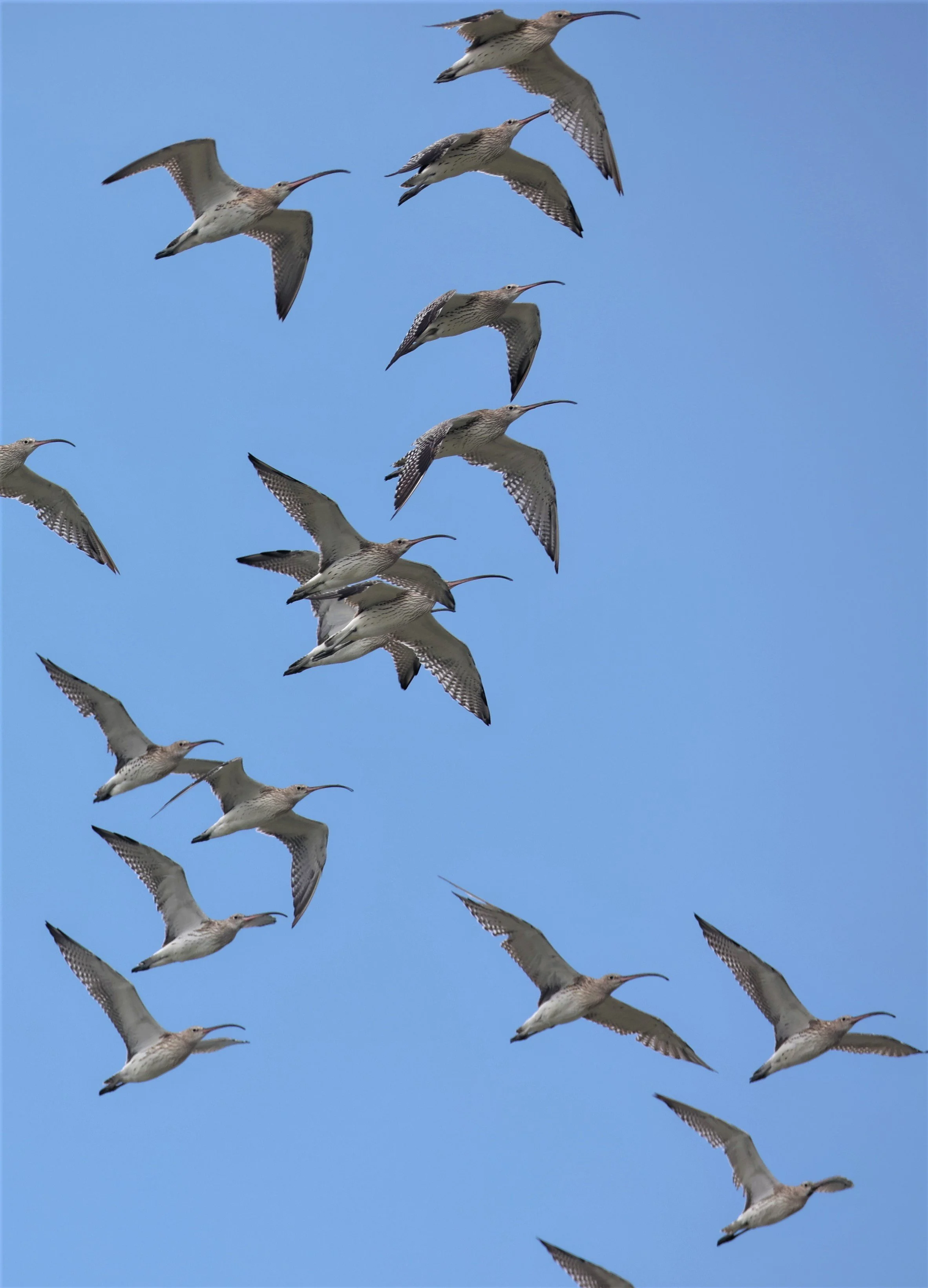 CURLEW - EURASIAN CURLEW - Numenius arquata - PAK THALE 16 & 19 OCTOBER 2021 (16).jpg