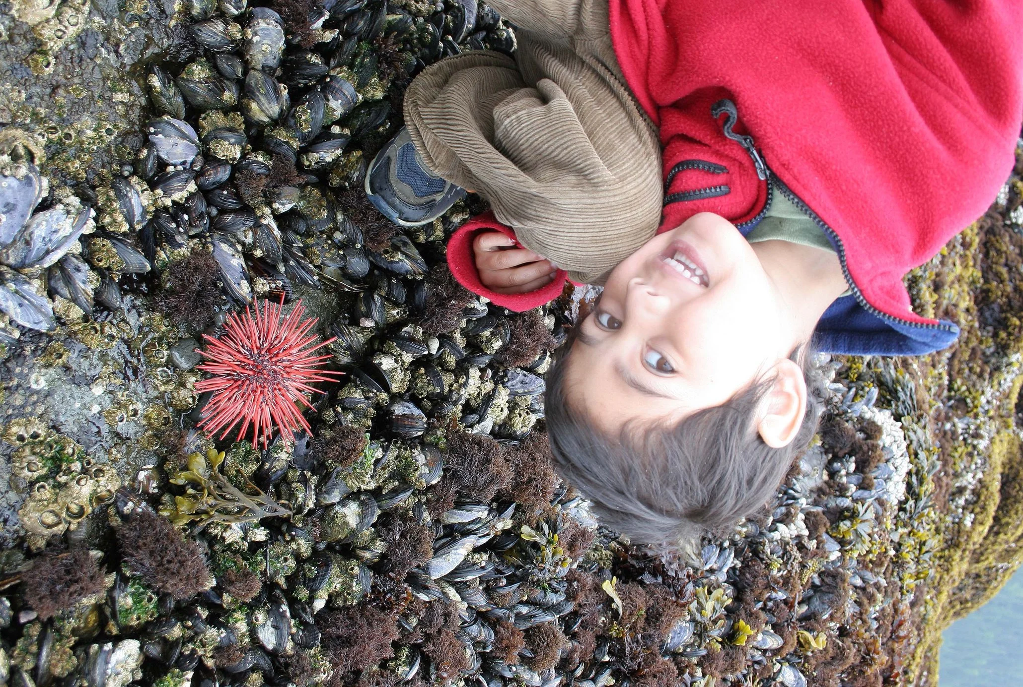 INVERTS - INTERTIDAL - ECHINODERM - URCHIN - RED.jpg