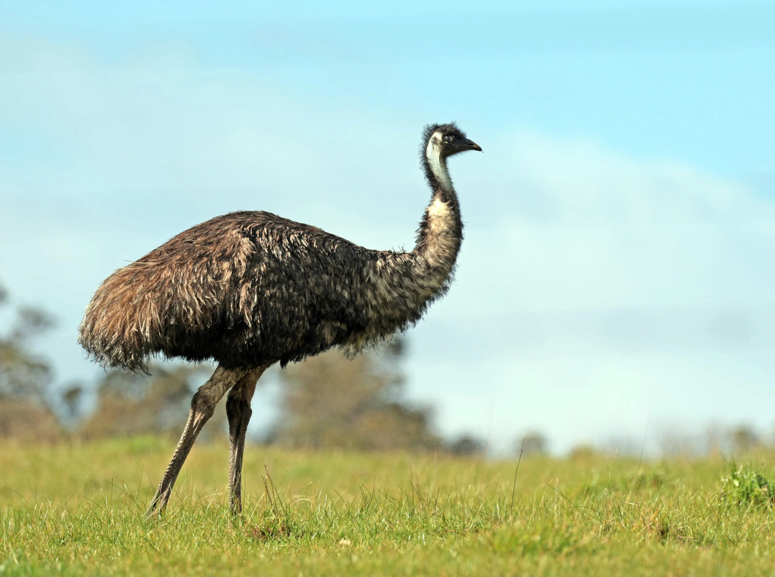 Emu (Dromaius novaehollandiae) Mt Frankland NP - Western Australia (36).jpg