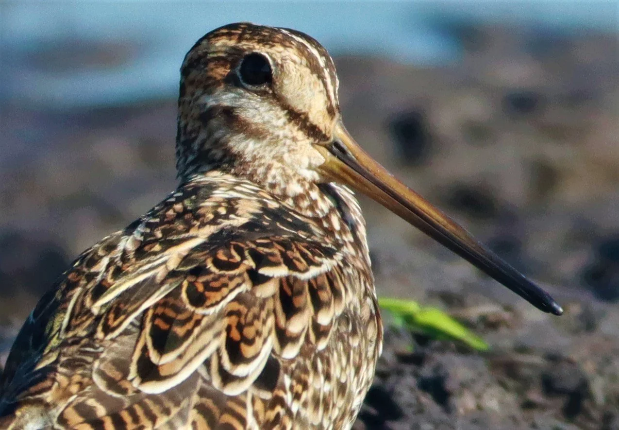 SNIPE - PINTAIL SNIPE - Gallinago stenura - PATHUM THANI RICE RESEARCH CENTER AUGUST 24 2021 (55).jpg