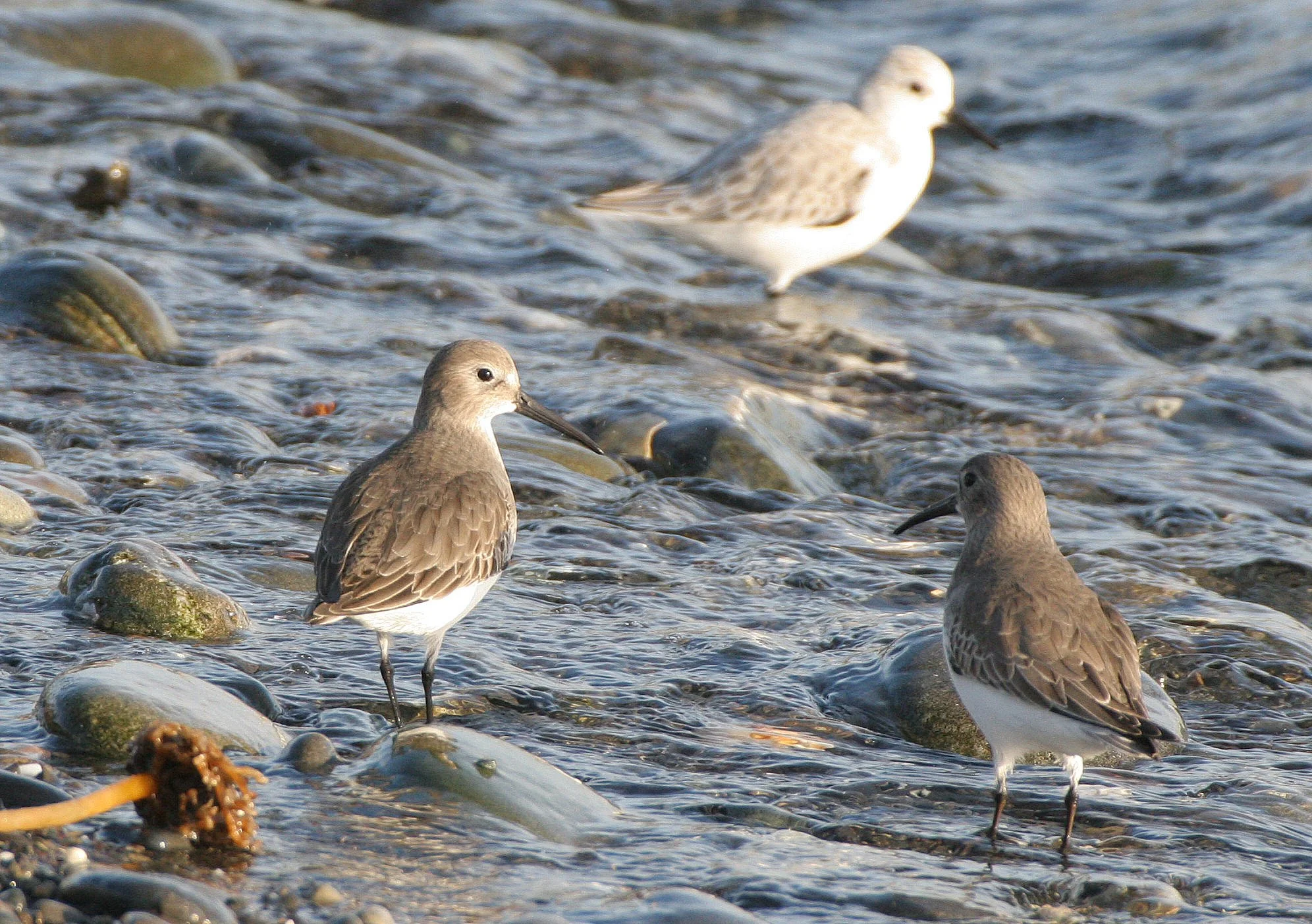 BIRD - DUNLIN - PA HARBOR (6).jpg