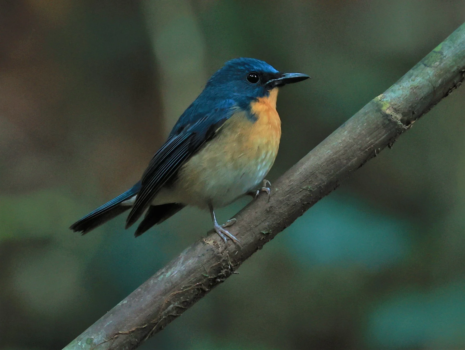 FLYCATCHER - LARGE BLUE FLYCATCHER - Cyornis magnirostris - Si Phang Nga National Park, Thailand Feb 18-19, 2023 (64).jpg