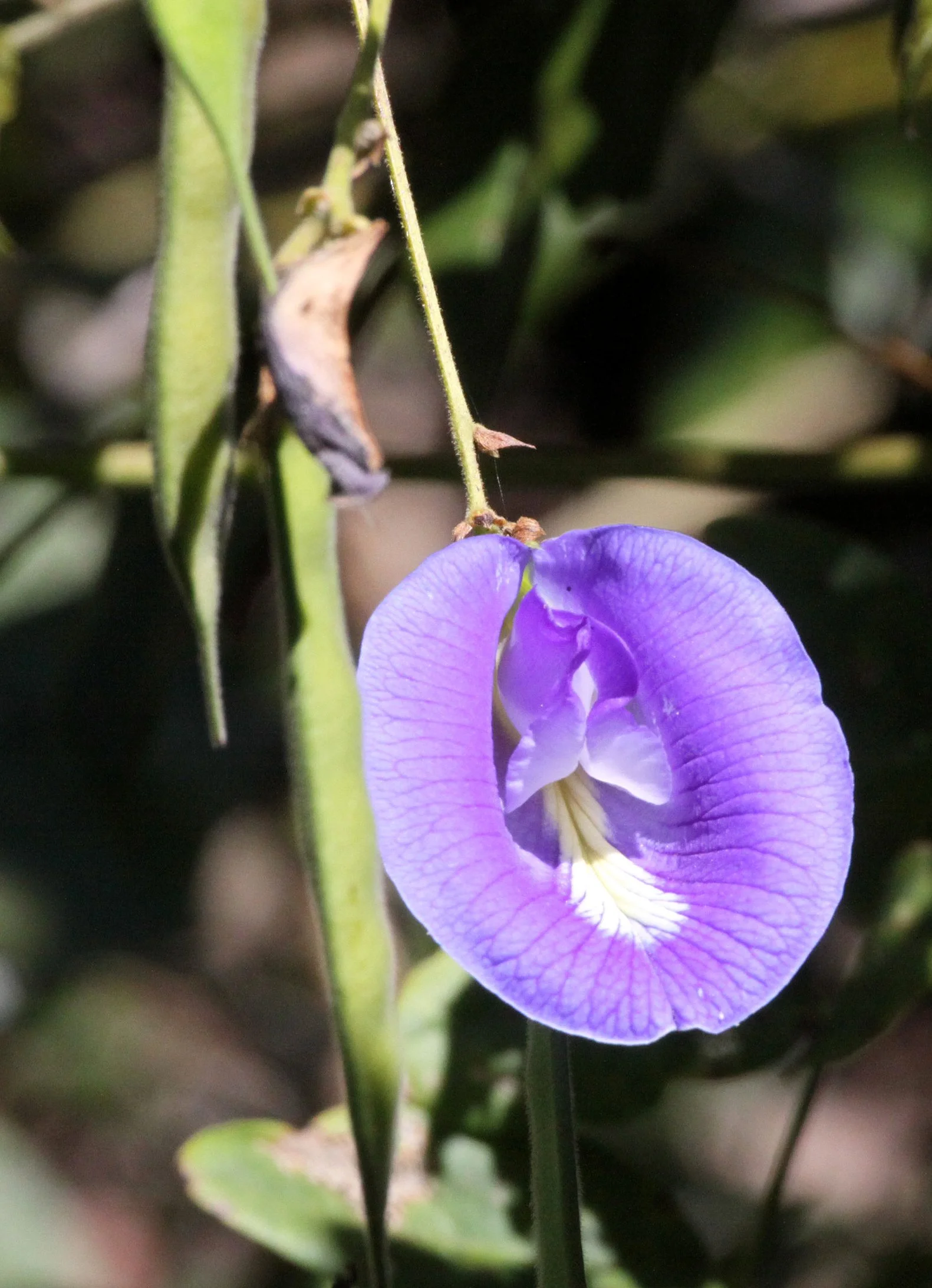 PLANT - CLITORINA SPECIES - ANKARANA NATIONAL PARK MADAGASCAR (5).JPG