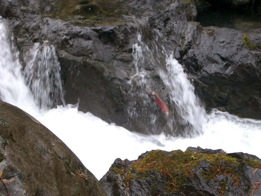 2003-10-11 TRIP TO WESTEND OF OLYMPIC PEN AND SOL DUC FALLS (19).JPG