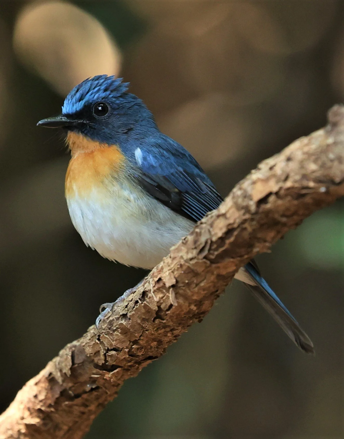 FLYCATCHER - INDOCHINESE BLUE-FLYCATCHER - Cyornis sumatrensis - PETCHABURI PROVINCE - NUY HIDE NEAR KAENG KRACHAN JAN 2022 (43).jpg