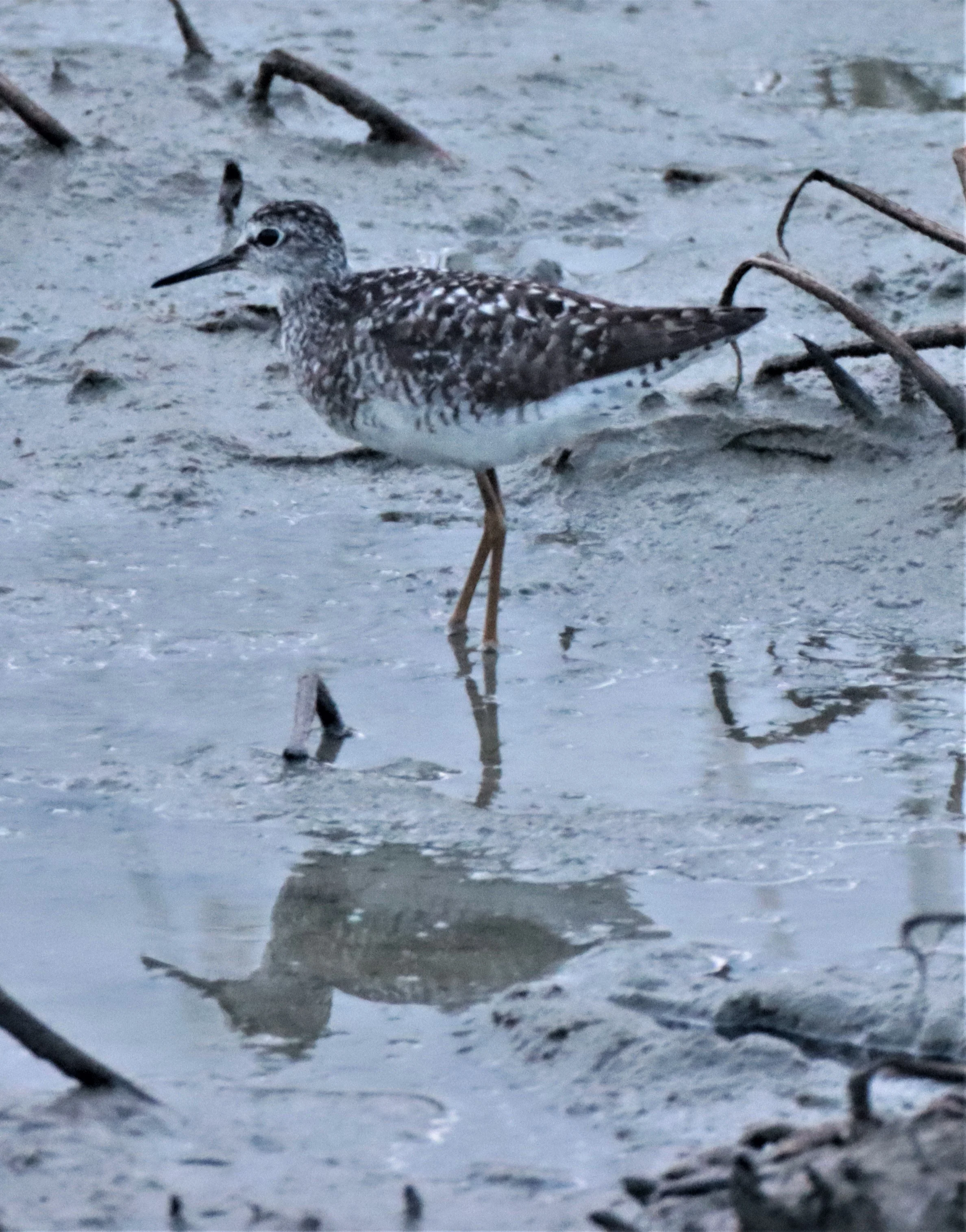 SANDPIPER - WOOD SANDPIPER - Tringa glareola - PRACHUAP KHIRI KHAN AREA (8).jpg