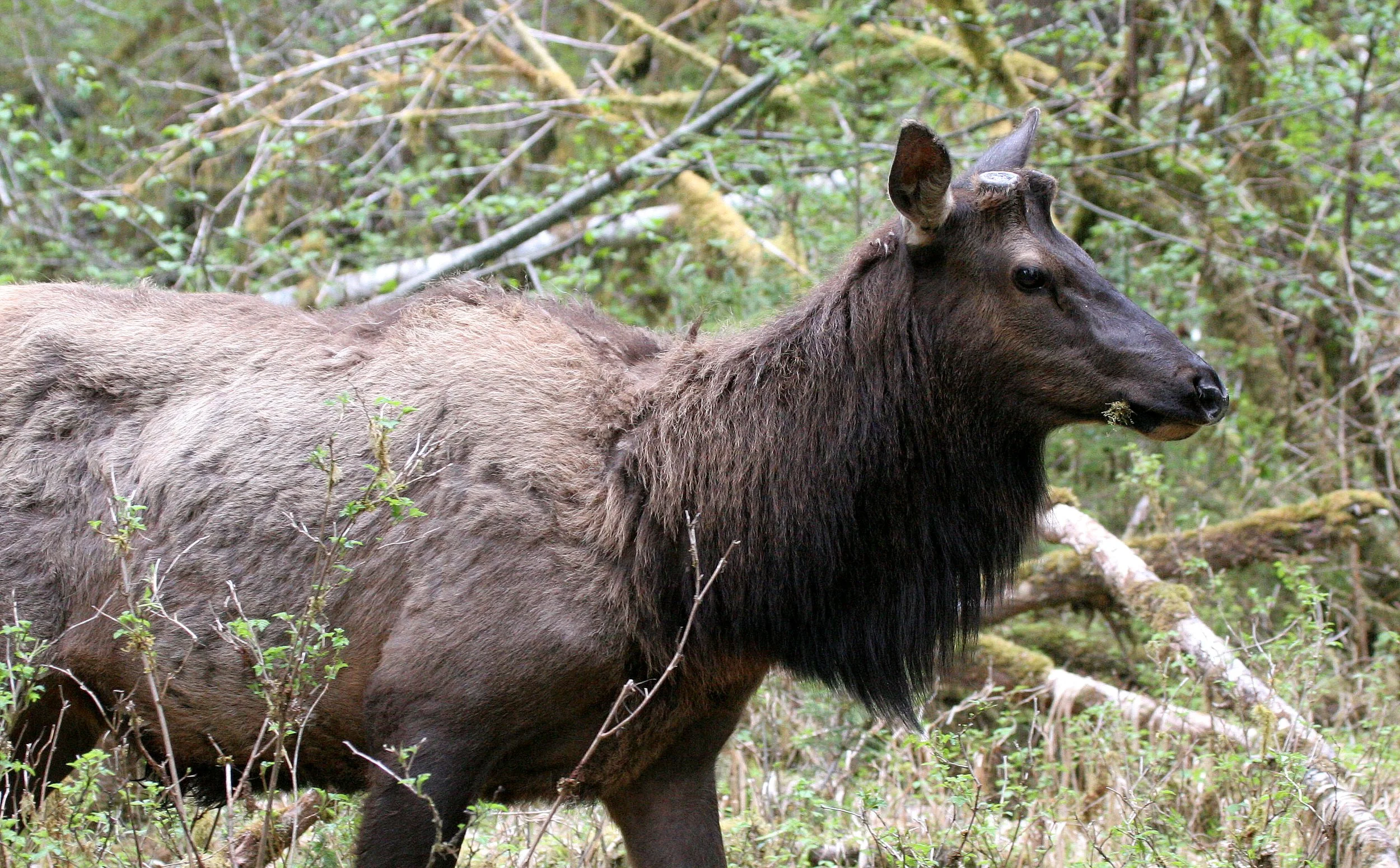 CERVID - ELK - ROOSEVELT ELK - CERVUS ELAPHUS ROOSEVELTI - HOH RIVER VALLEY - ONP WA (89).JPG