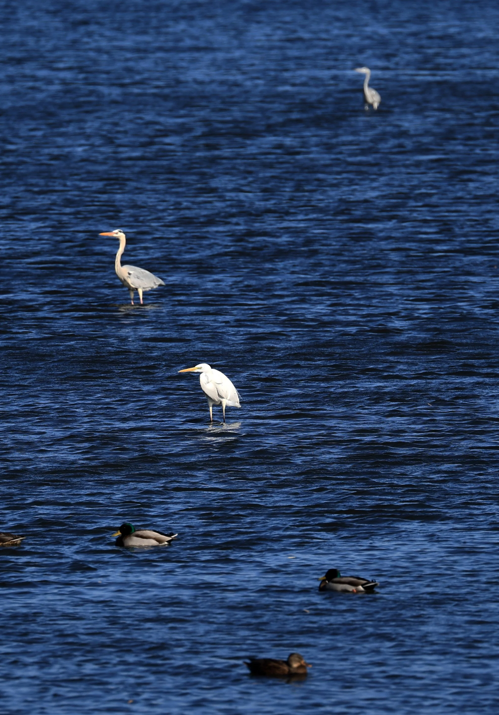 Eastern Great Egret (Subspecies Ardea alba modesta) Miyazaki Japan