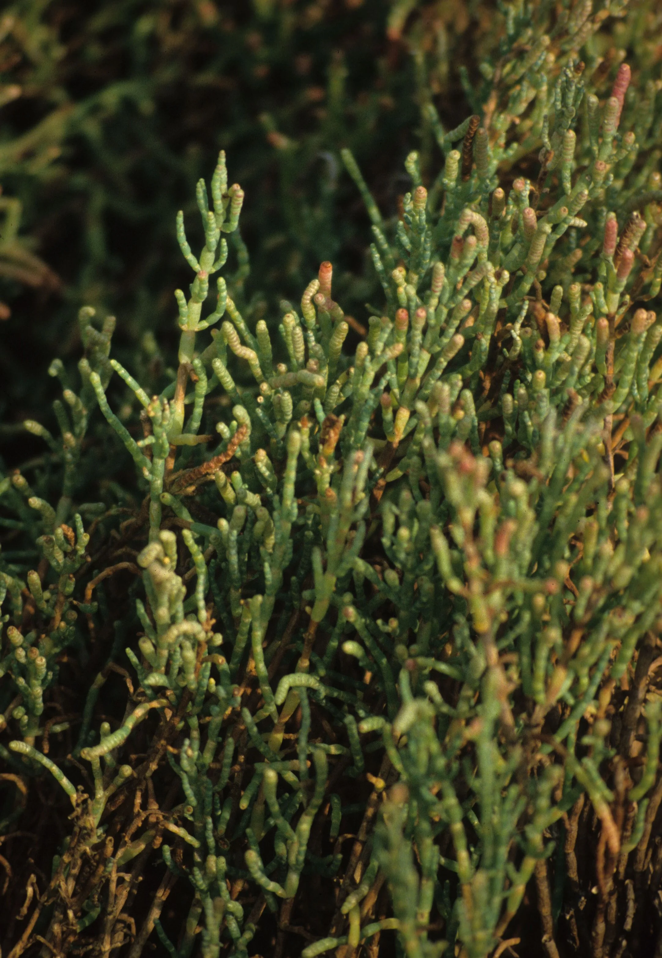 CALIFORNIA - POINT REYES - SALICORNIA CALIFORNICA - PICKLEWEED.jpg