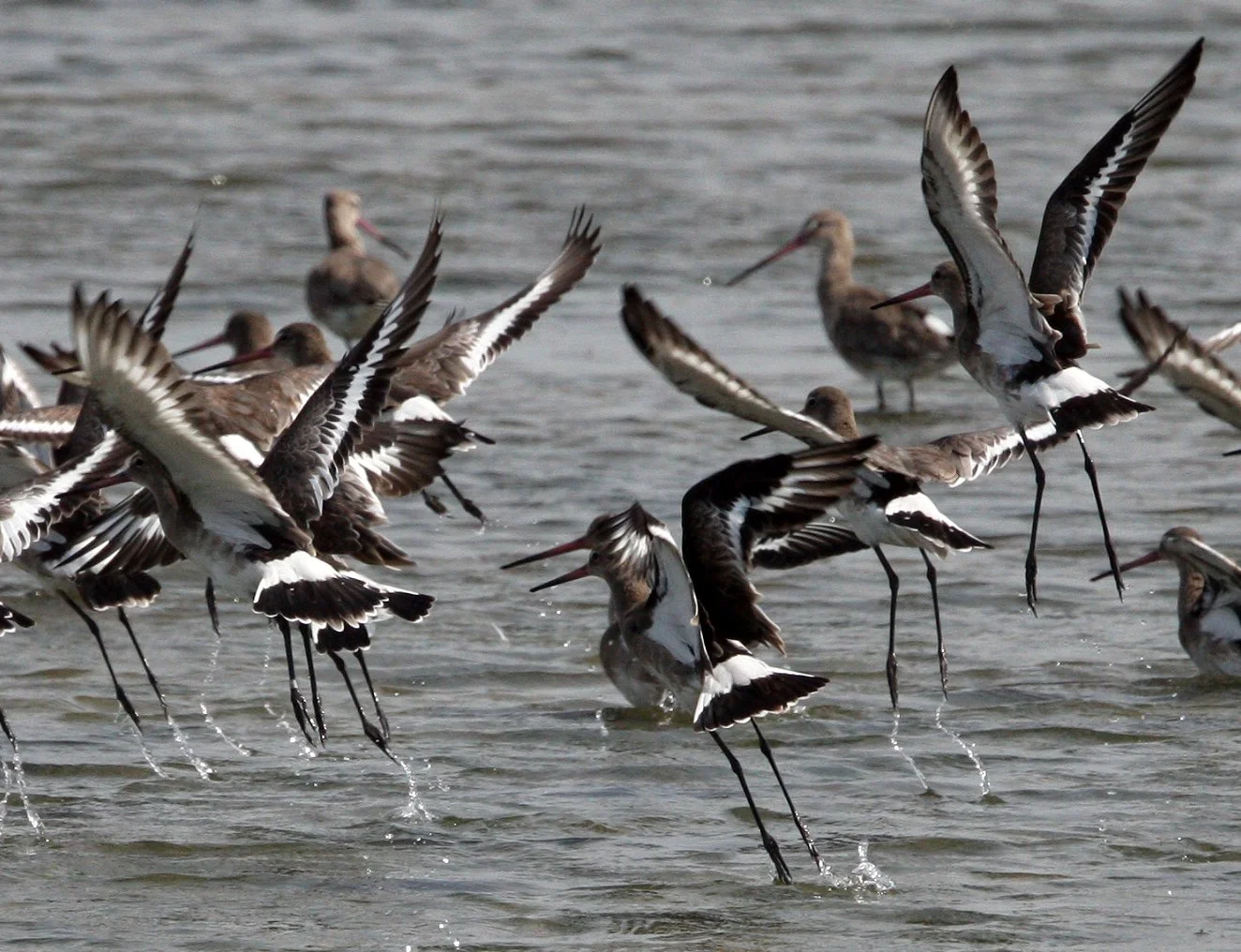 BIRD - GODWITS -  BLACK-TAILED GODWITS - PETCHABURI PROVINCE, PAK THALE, THAILAND (7).jpg