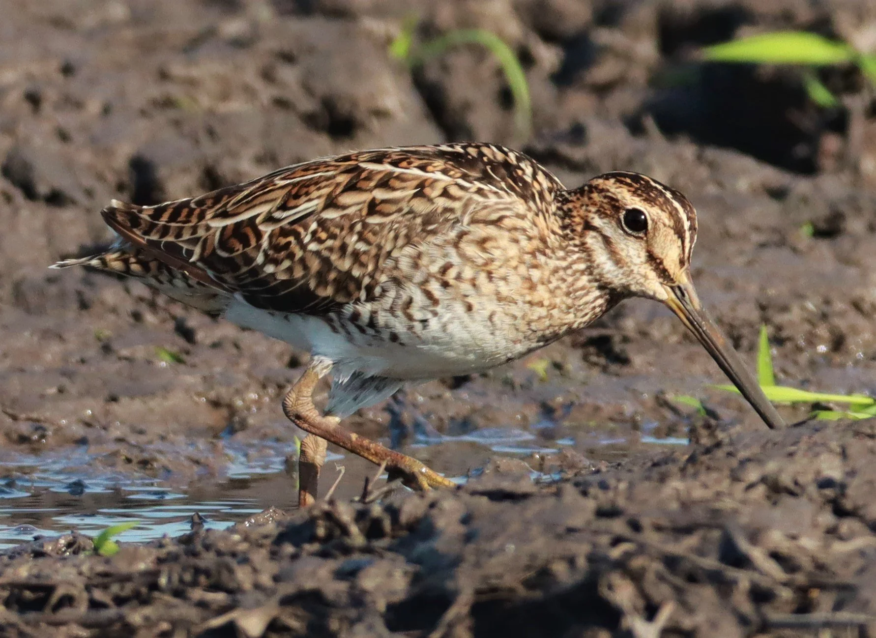 SNIPE - PINTAIL SNIPE - Gallinago stenura - PATHUM THANI RICE RESEARCH CENTER AUGUST 24 2021 (167).jpg