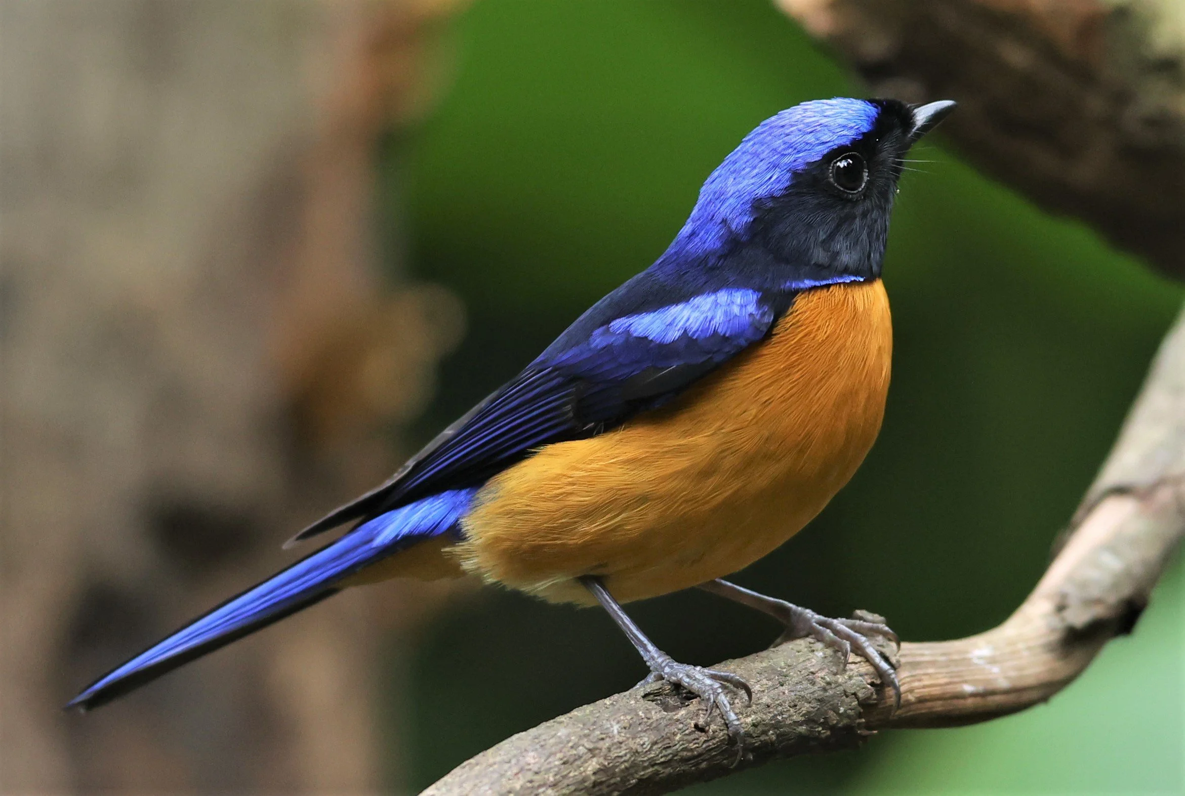 NILTAVA - RUFOUS-BELLIED NILTAVA - Niltava sundar - DOI INTHANON NP CHIANG MAI, DEC 2021 (43).JPG